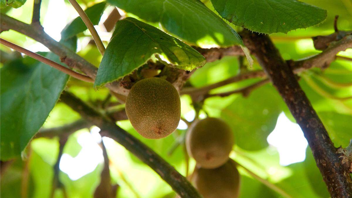 Kiwis Im Sommer Schneiden Aachener Zeitung