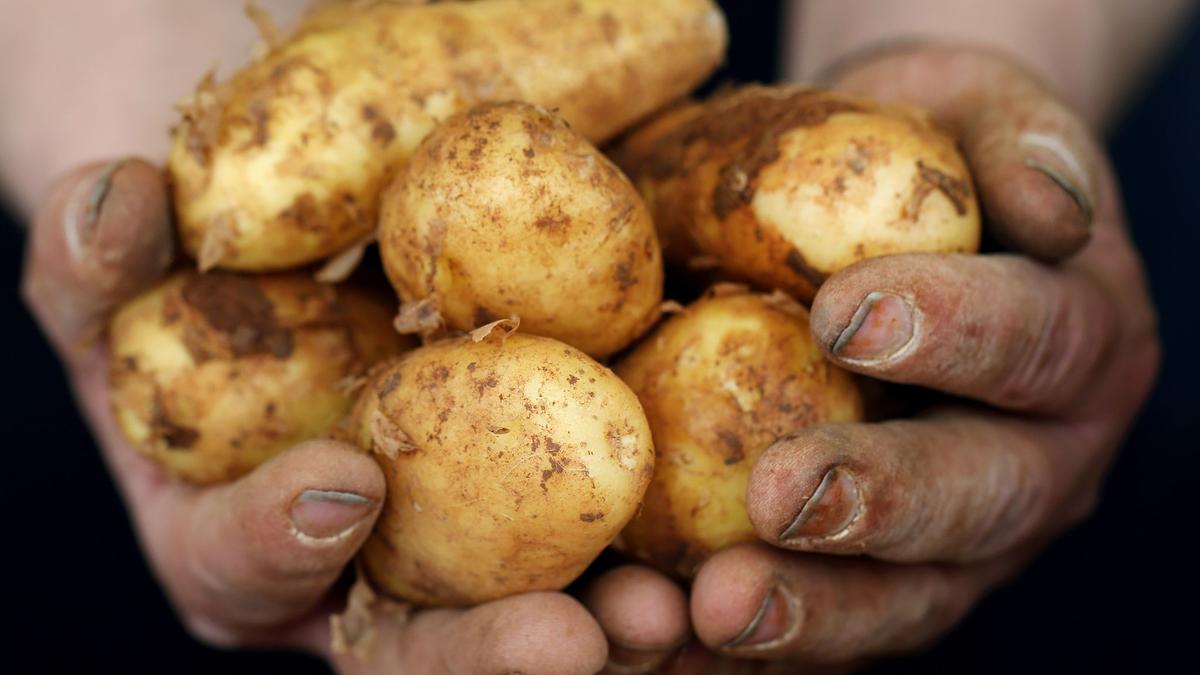 Fr-hkartoffeln-Die-ersten-Knollen-mit-feinem-Aroma