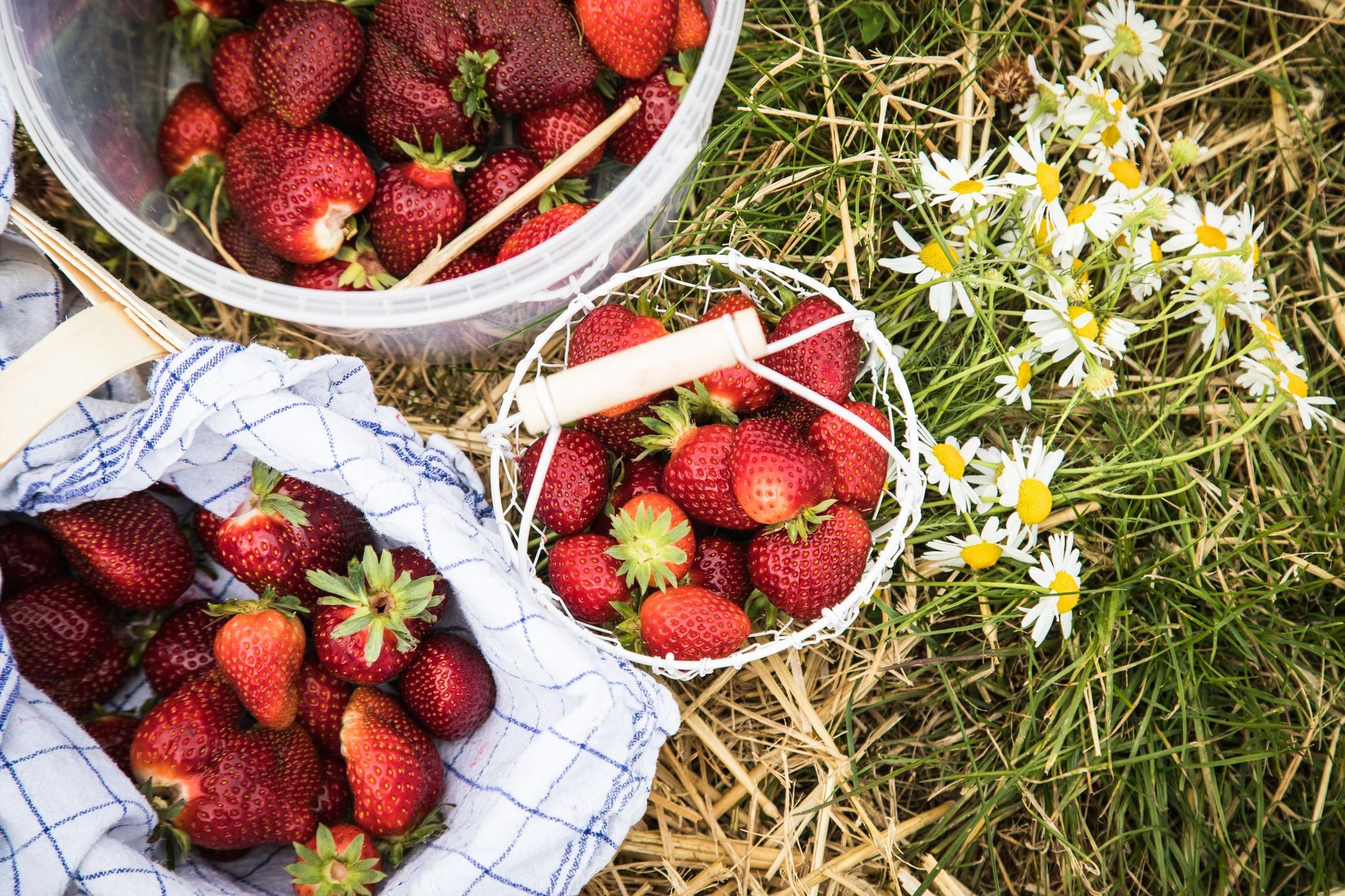 Frische Erdbeeren sollten bald verzehrt werden, da sie empfindlich sind und nicht nachreifen.