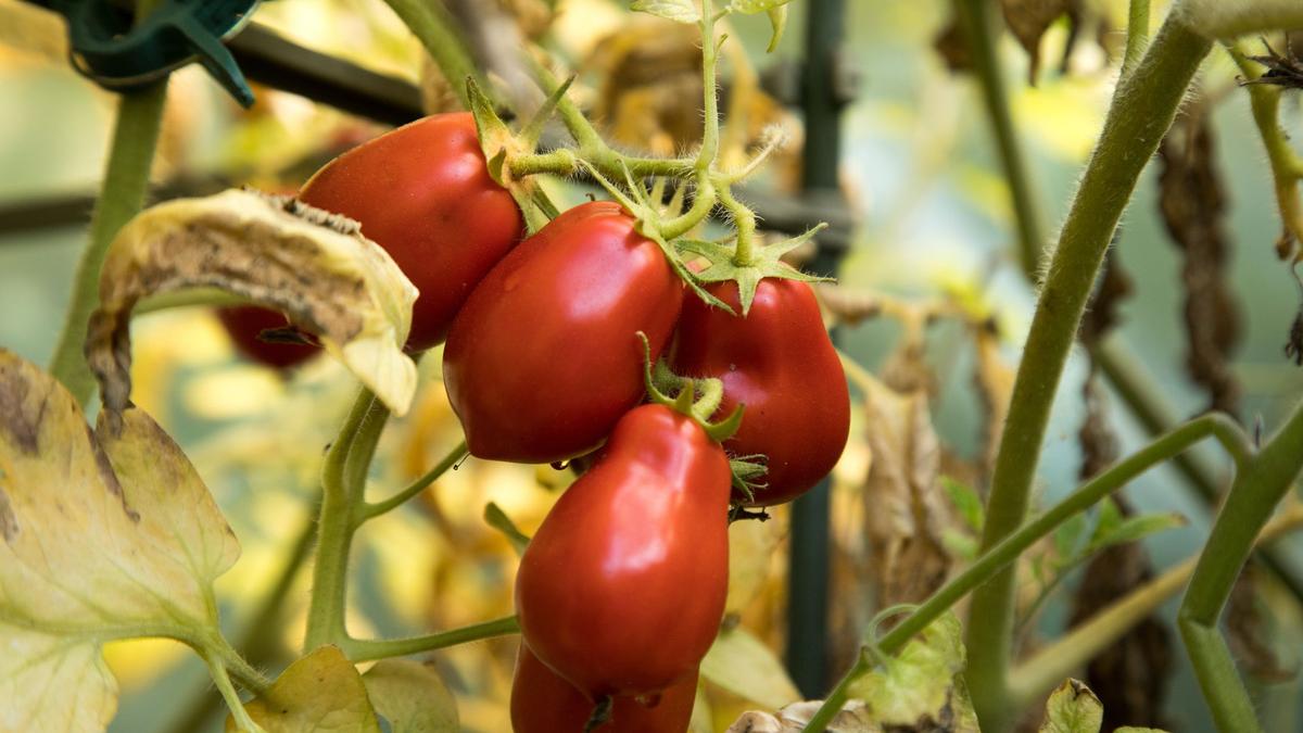 Alternative-zur-roten-Variante-Wei-e-Tomatenso-e