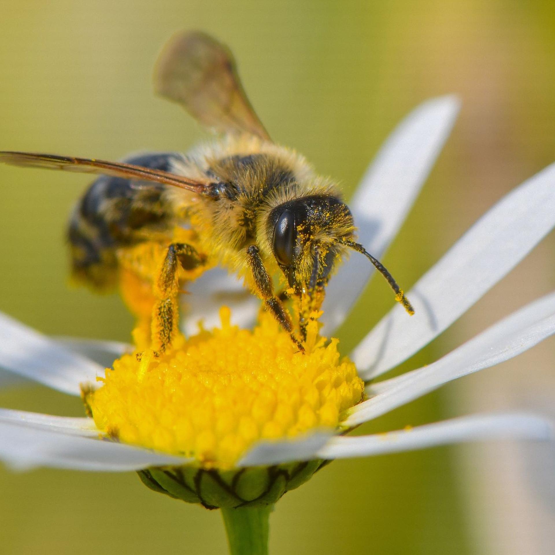 Auf der Suche nach Nektar: Mit einer bienenfreundlichen Bepflanzung können Gärtnerinnen und Gärtner die kleinen Tiere glücklich machen.
