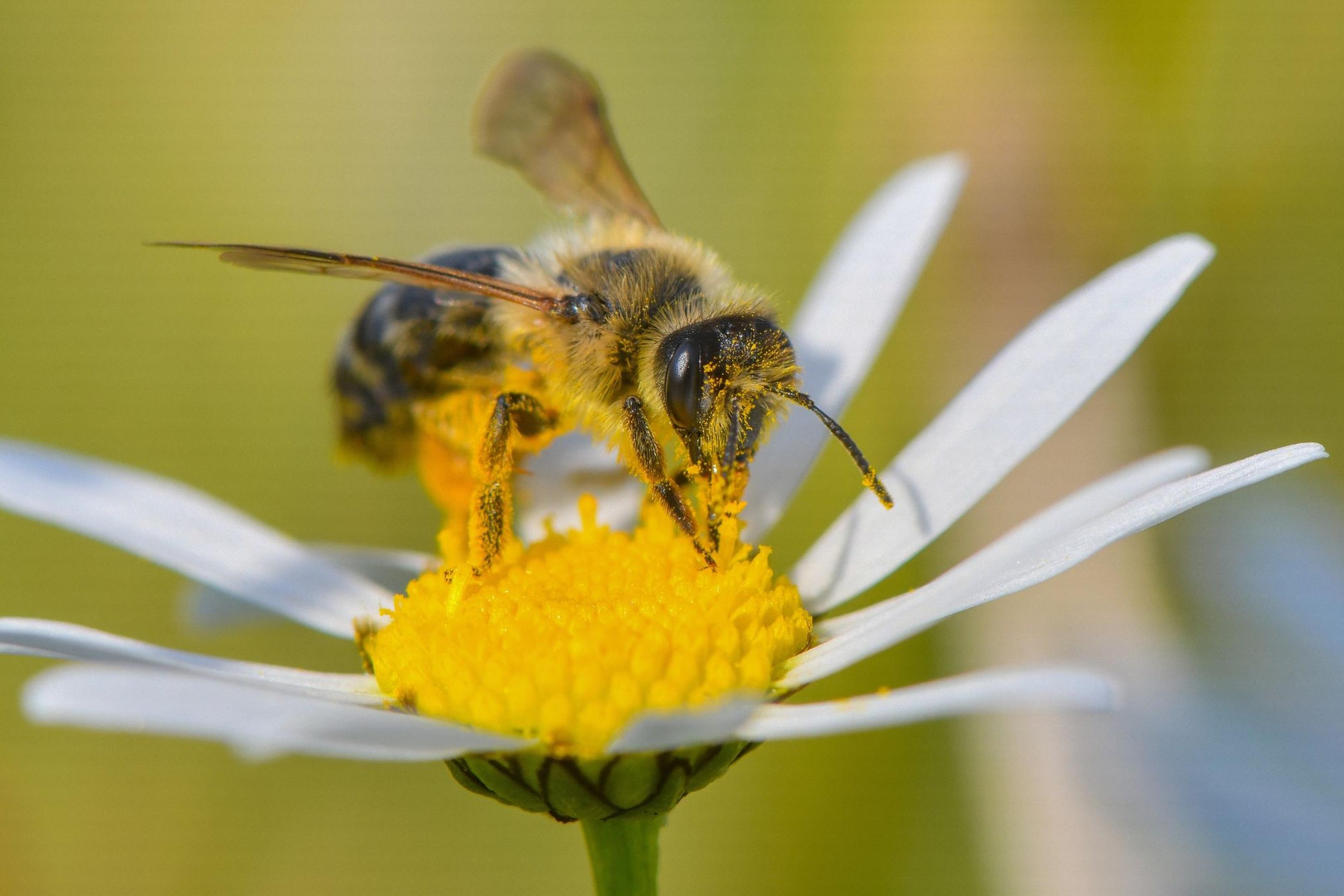 Auf der Suche nach Nektar: Mit einer bienenfreundlichen Bepflanzung können Gärtnerinnen und Gärtner die kleinen Tiere glücklich machen.