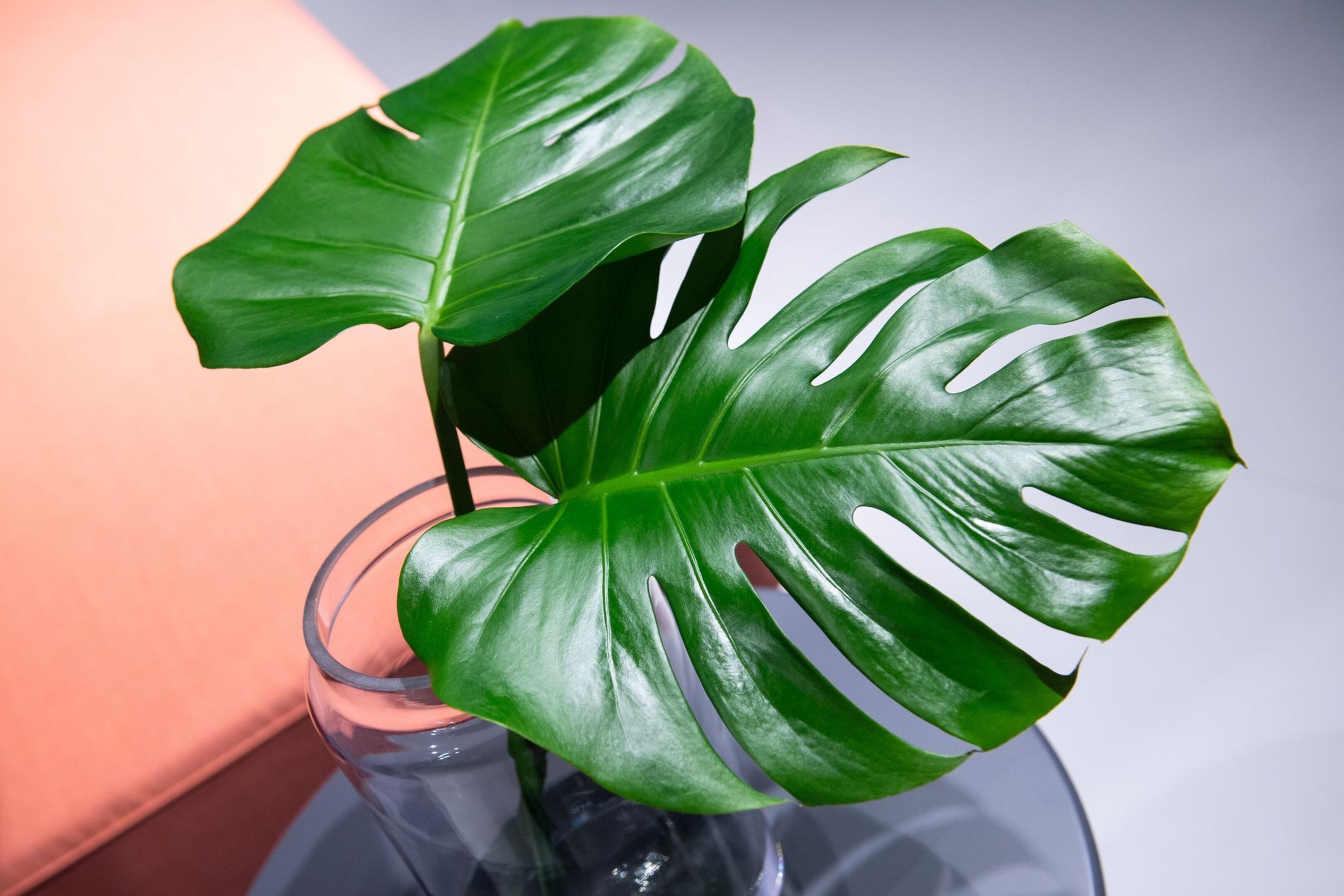 Diese Pflege braucht die Monstera | Aachener Zeitung