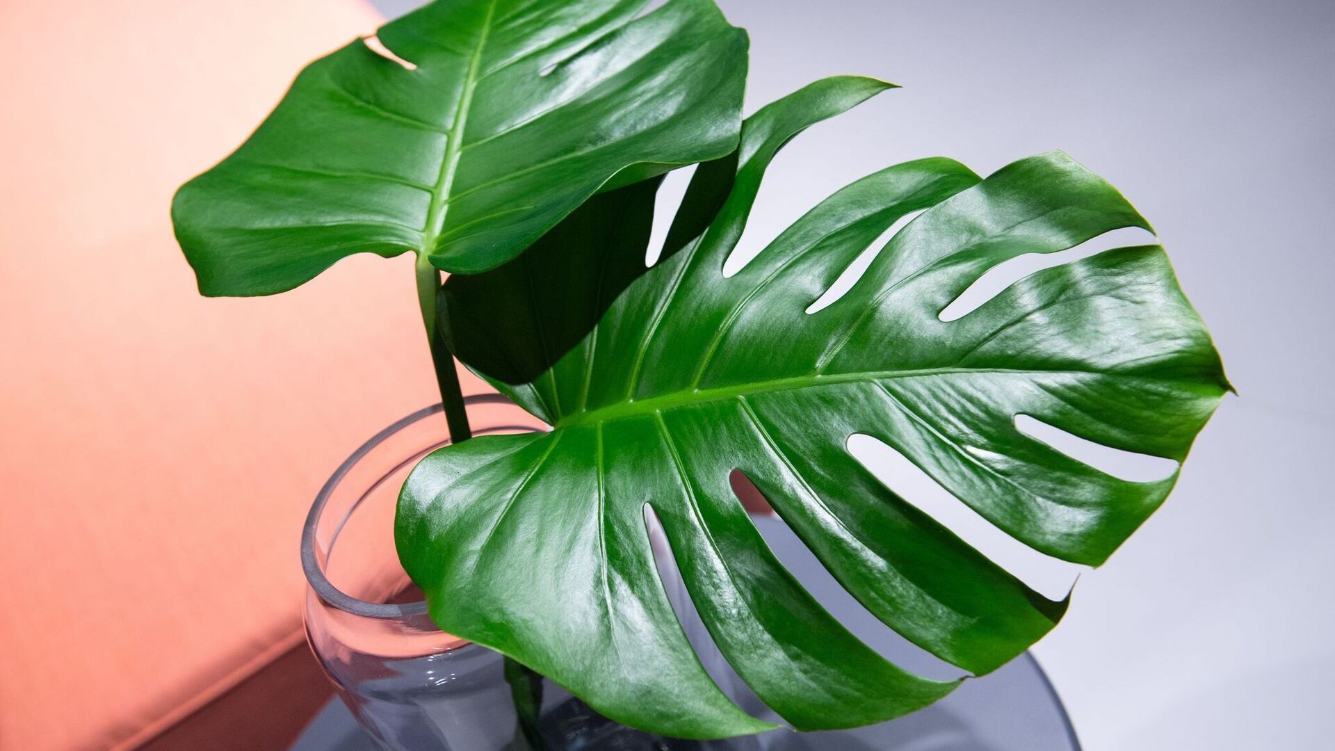 philodendron verrucosum bosco Philodendron Verrucosum 'Compacta' – Foliage Dreams