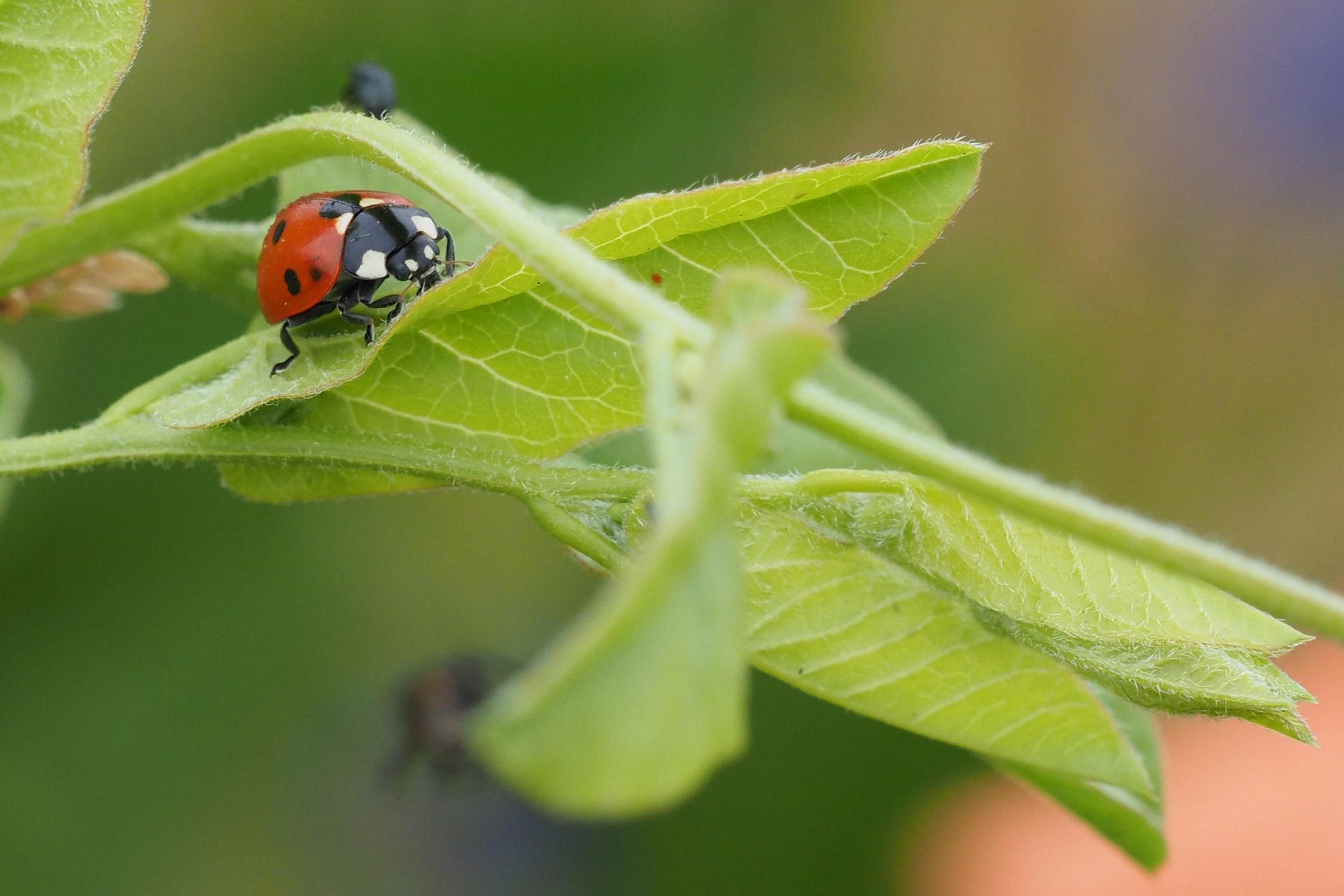 Im Garten kann man getrost auf Pestizide verzichten, denn der Marienkäfer übernimmt die Rolle als natürlicher Schädlingsbekämpfer.