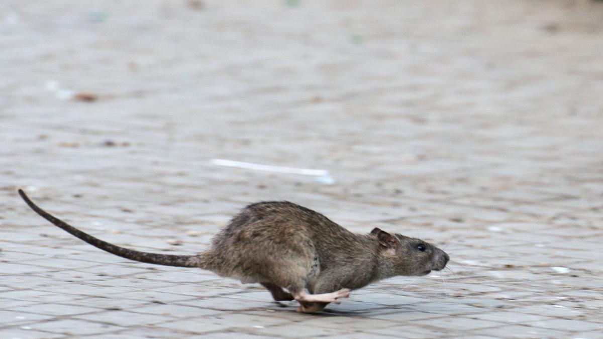 kein-zuhause-f-r-ratten-was-sie-vorbeugend-tun-k-nnen