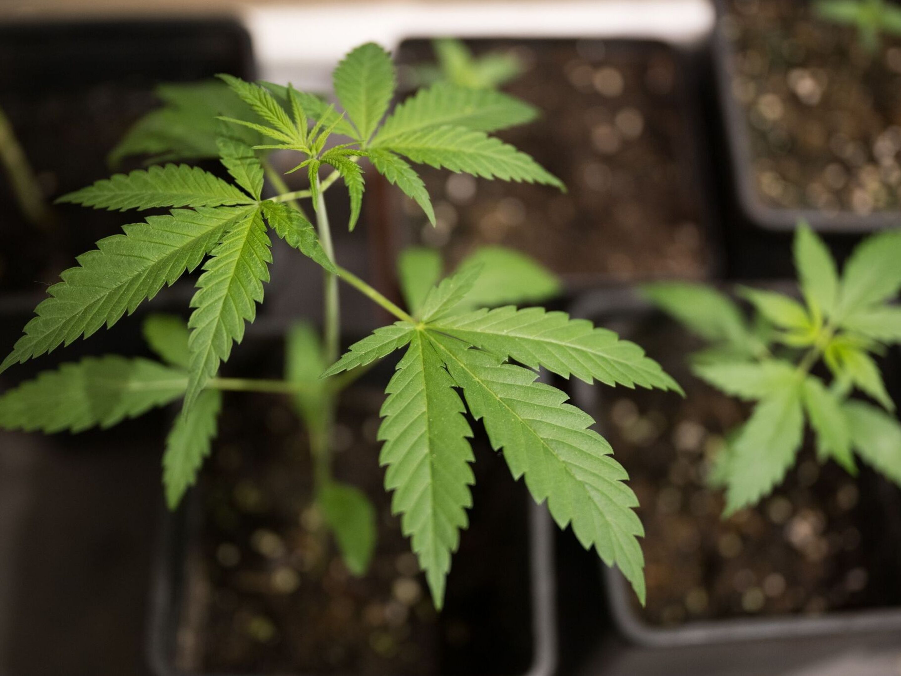 Cannabis-Anbau: Wie geht das und wie viel ist erlaubt? | Aachener Zeitung