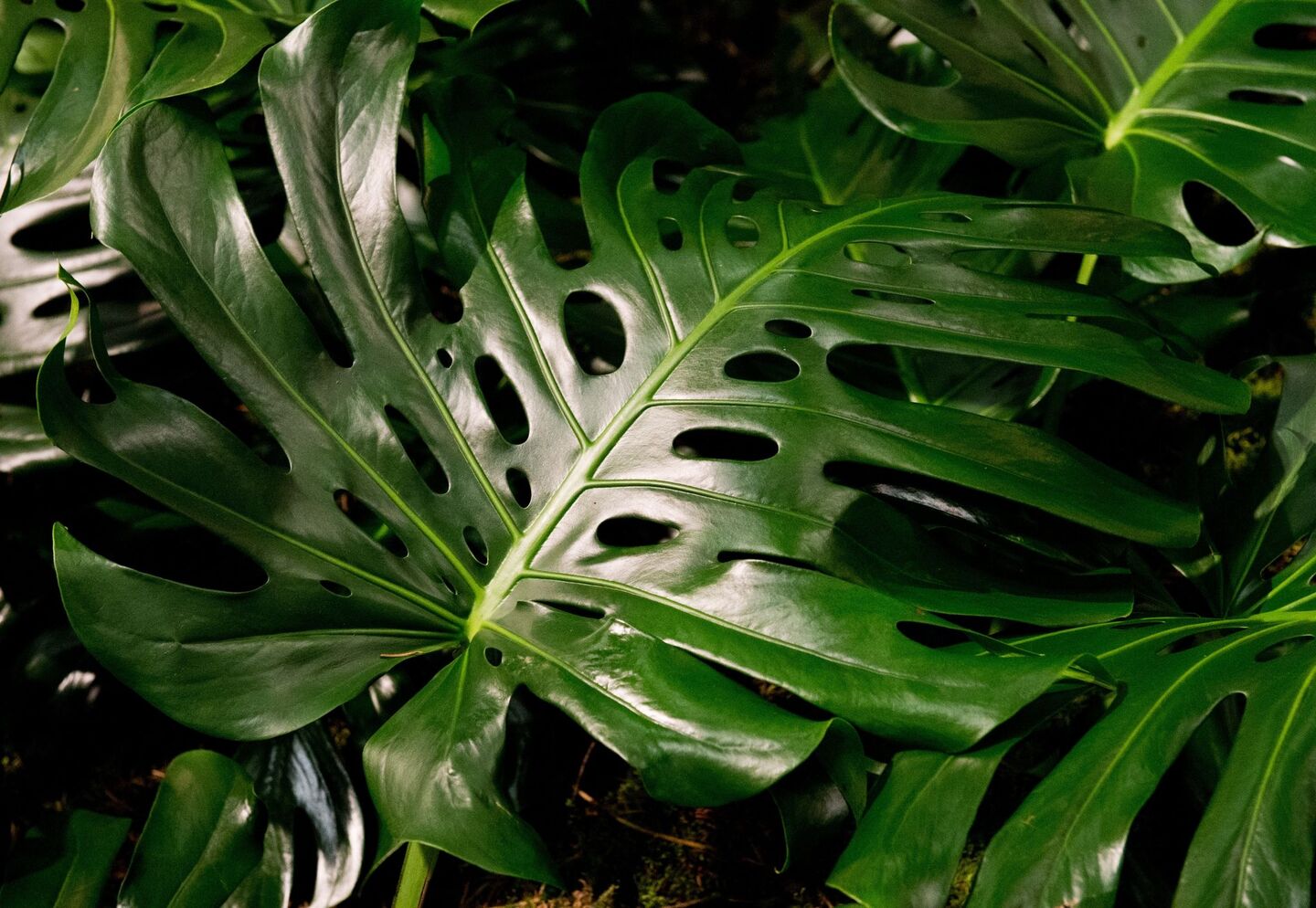 Diese Pflege braucht die Monstera | Aachener Zeitung