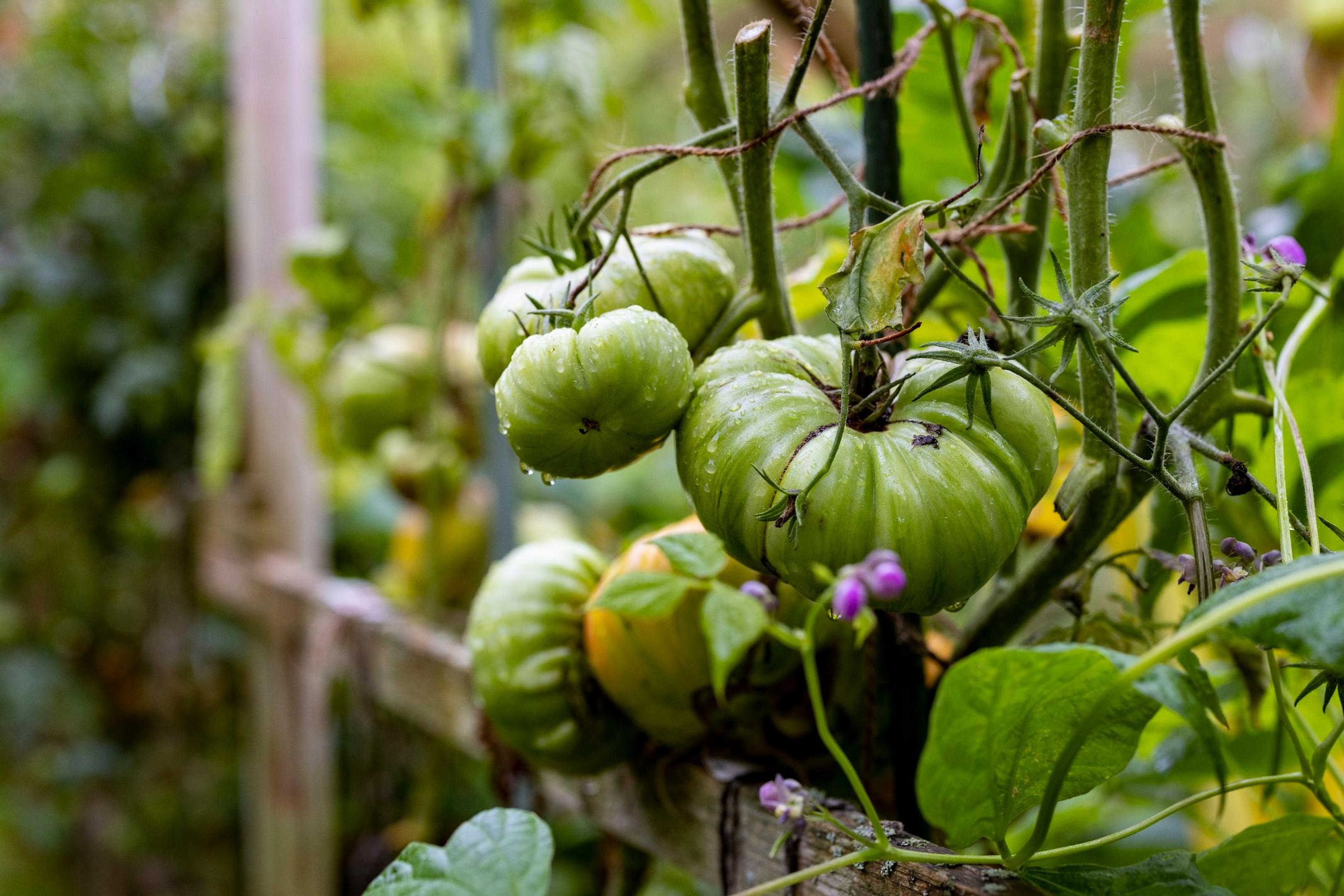 Sie möchten Tomaten aus Tomaten ziehen? Dann können Sie samenfestes Saatgut kaufen und aus den ersten Früchten der Ernte Kerne für neue Pflanzen gewinnen.