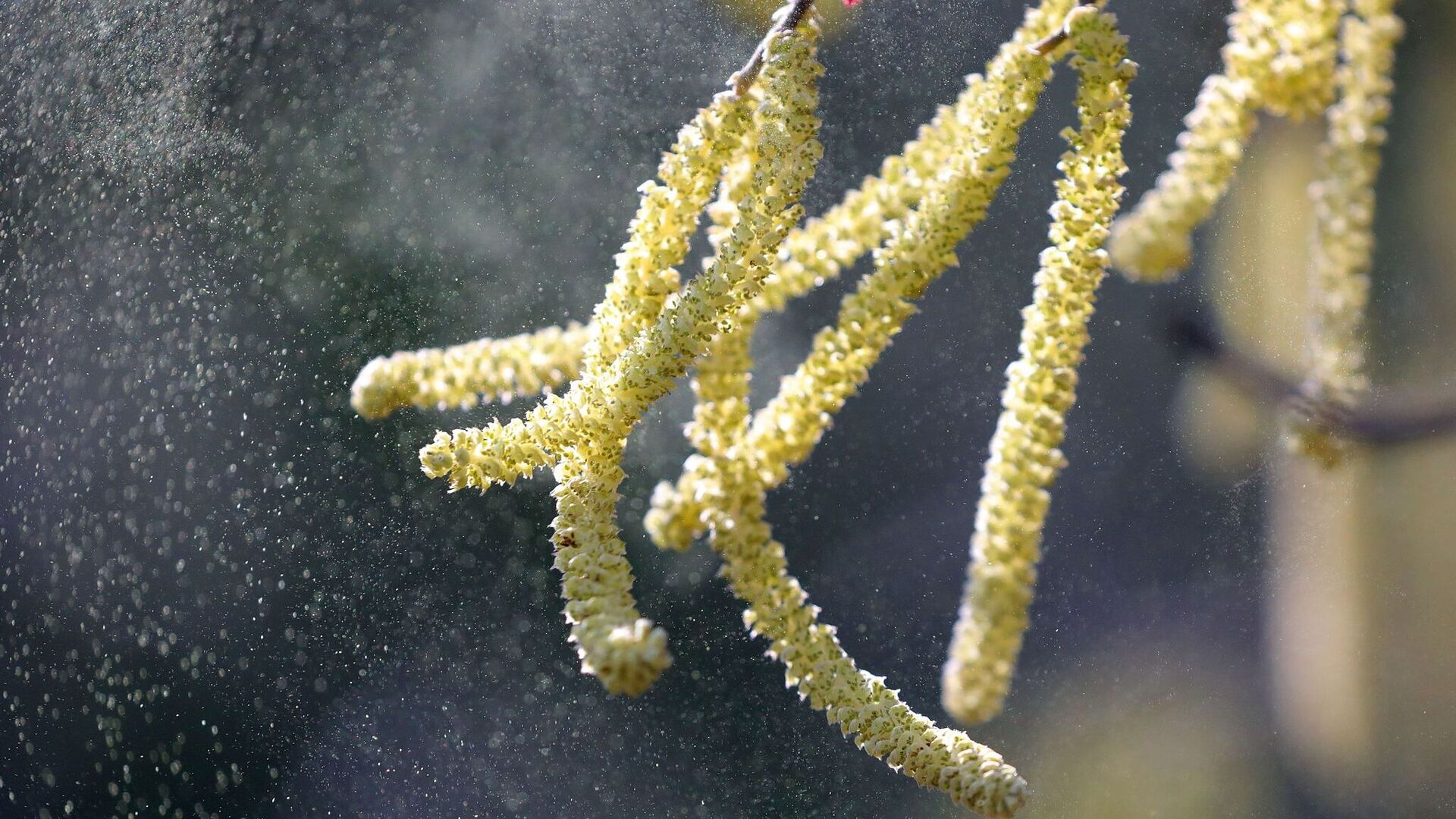 Welche Pollen fliegen? Auch DWD-App liefert nun Antworten | Aachener ...