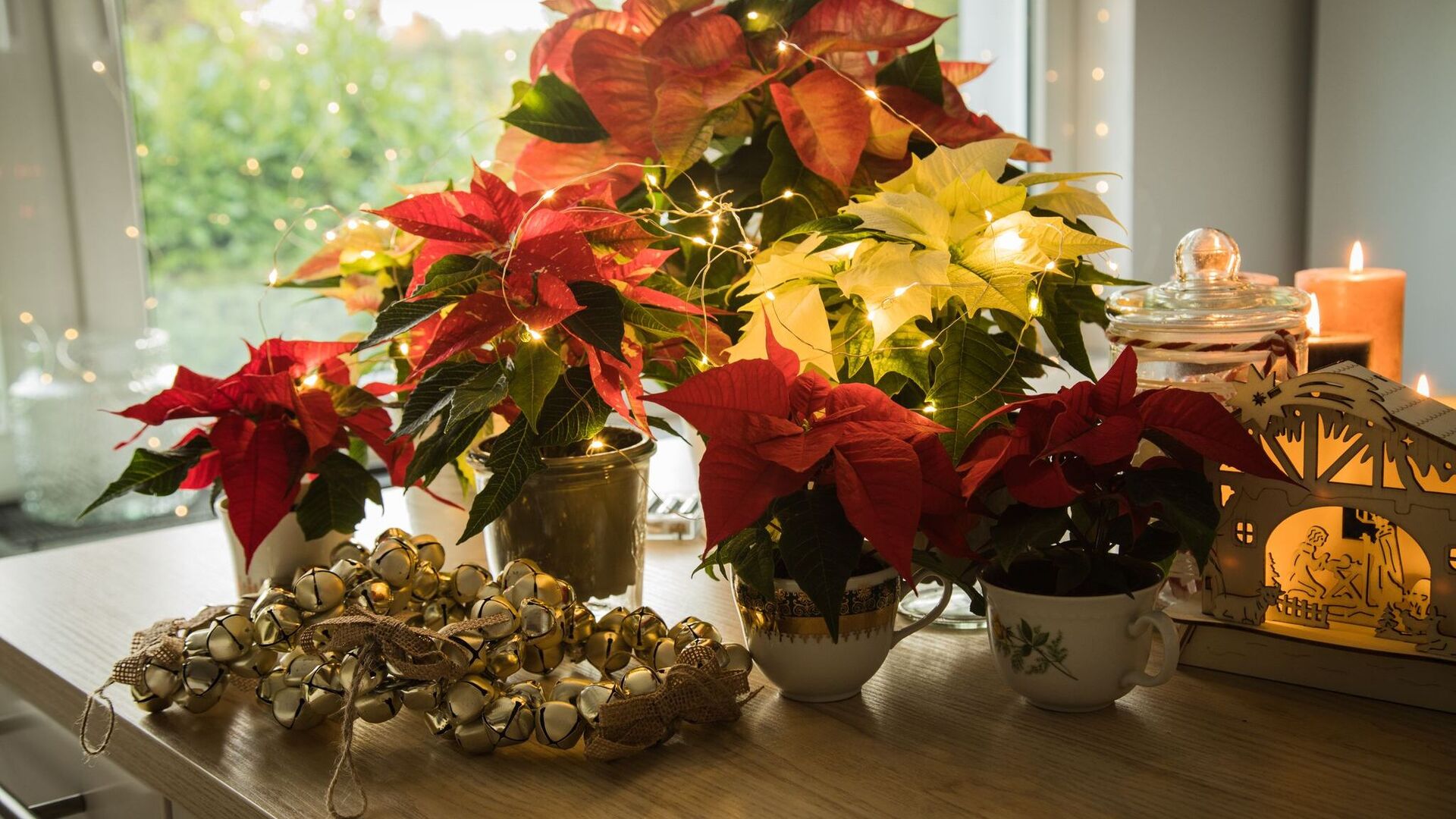 Wissen fr Eltern: Diese Weihnachtspflanzen sind giftig | Aachener Zeitung