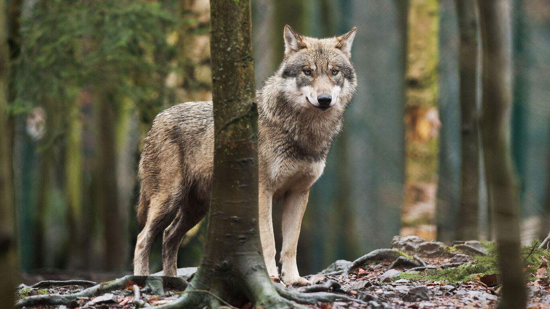 Wolf auf A46 bei Erkelenz überfahren: Gentest bestätigt Fund | Aachener ...