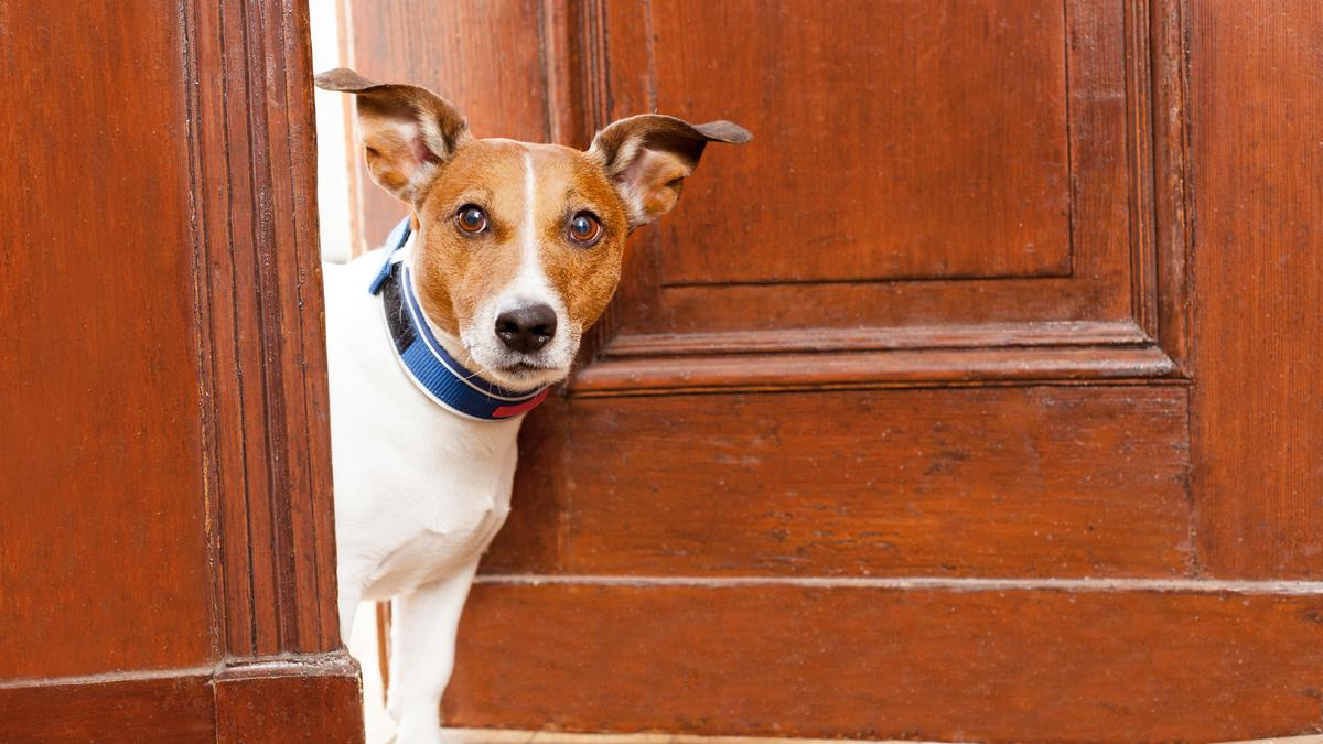 Wo-die-Hundesteuer-in-der-Region-besonders-niedrig-ist