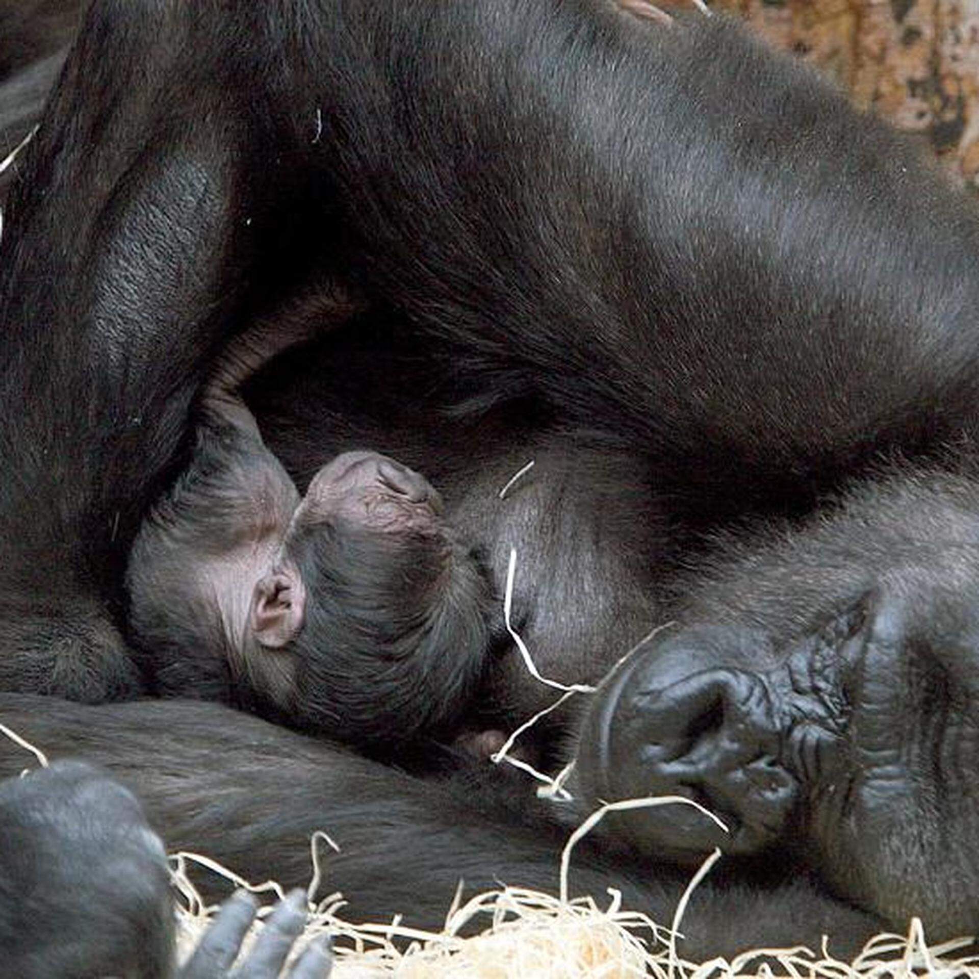 Wie schlafen eigentlich Tiere? | Aachener Zeitung