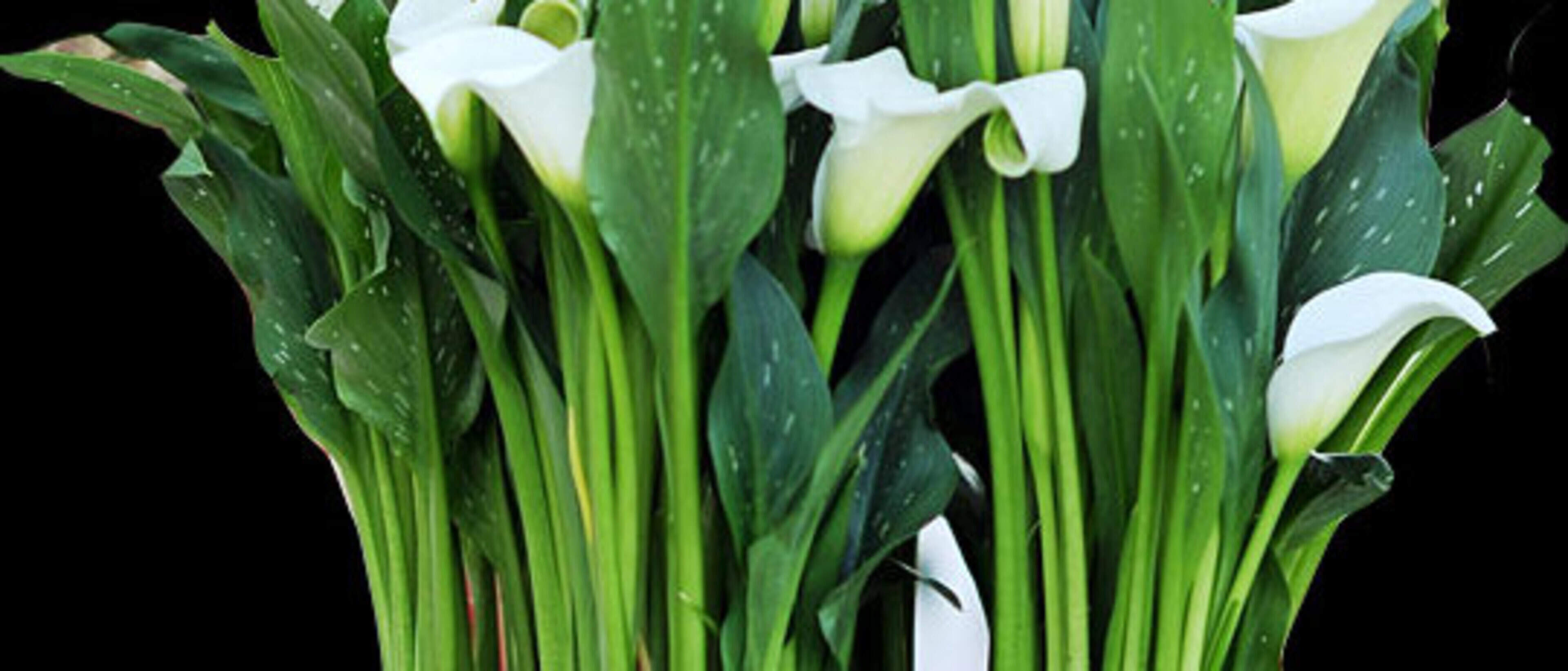 Zimmerpflanze Calla kann im Sommer auf den Balkon ziehen | Aachener Zeitung
