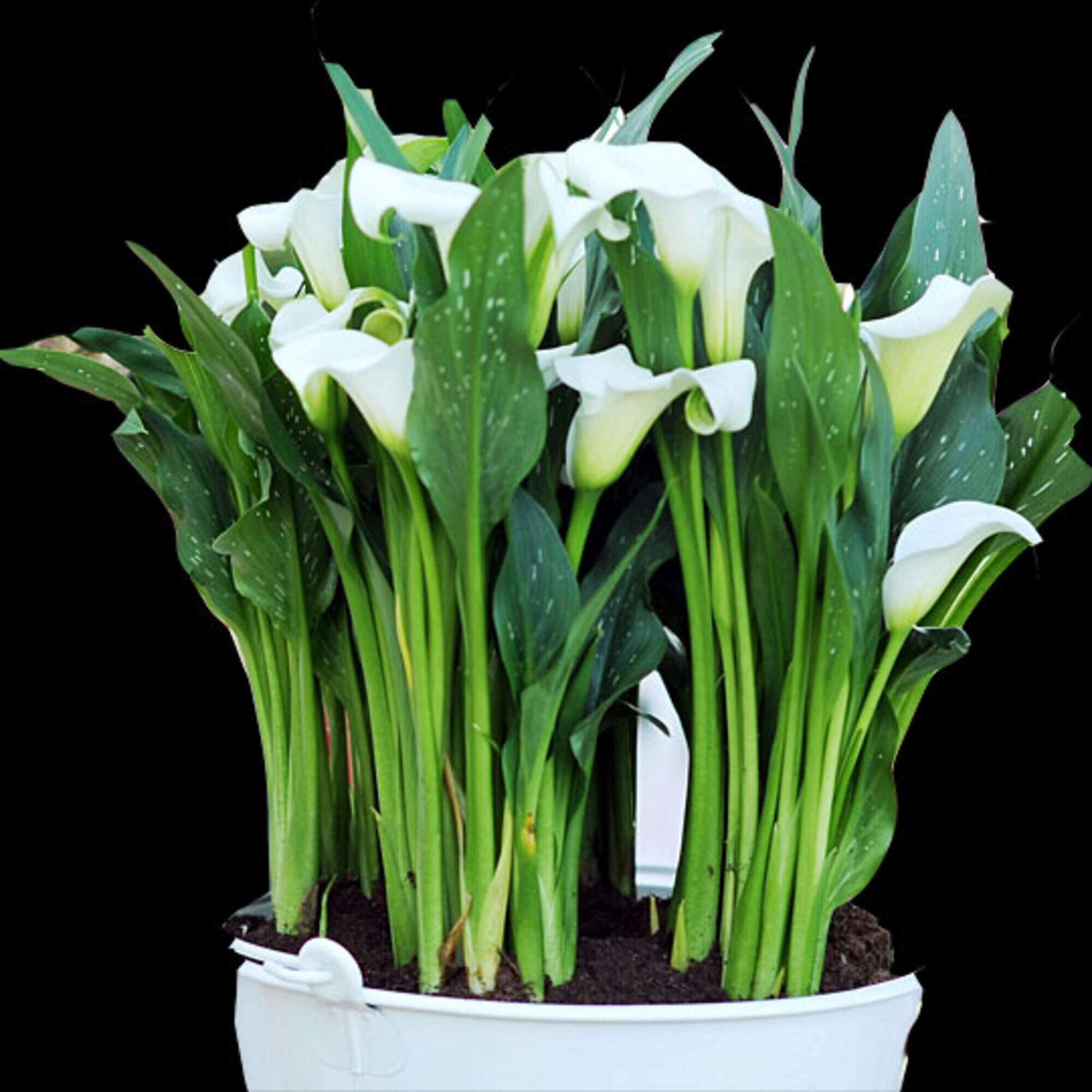 Zimmerpflanze Calla kann im Sommer auf den Balkon ziehen | Aachener Zeitung