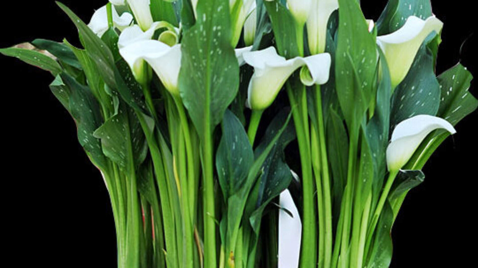 Zimmerpflanze Calla kann im Sommer auf den Balkon ziehen | Aachener Zeitung