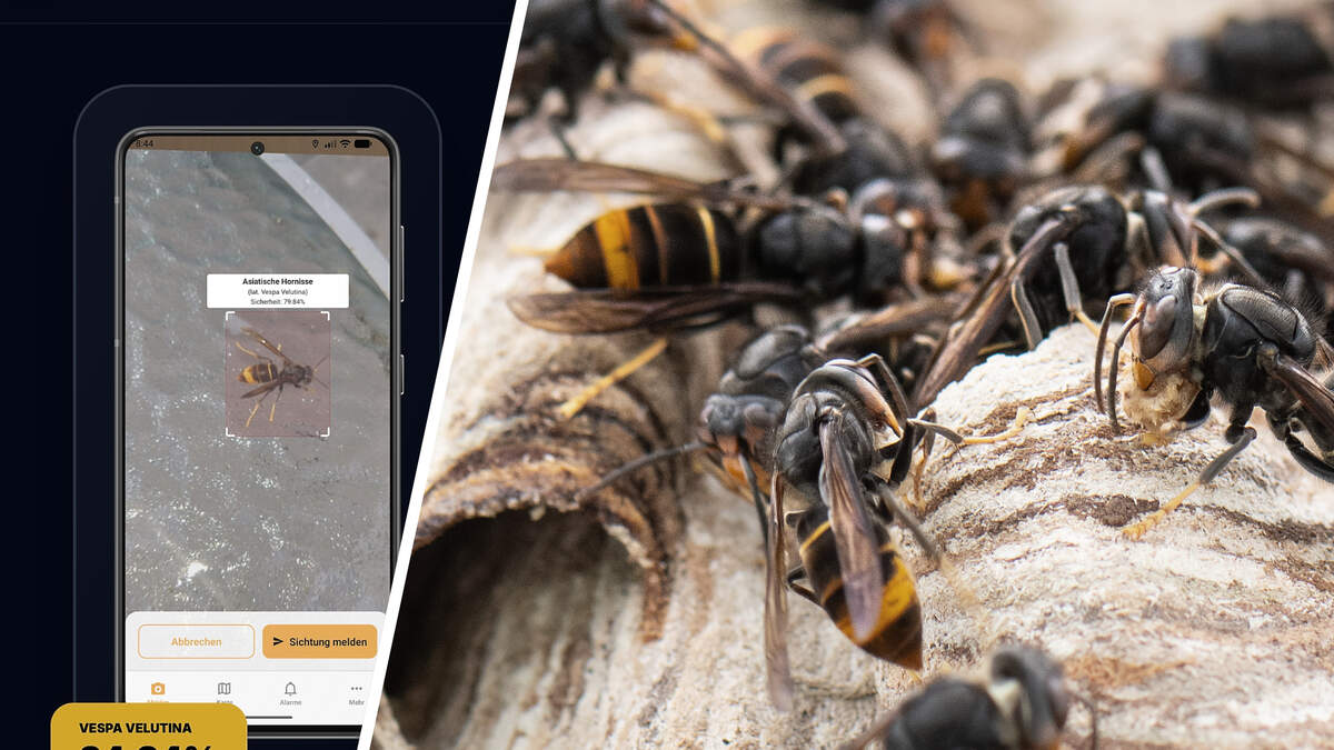 Herzogenrath computer scientist develops app to track the Asian hornet