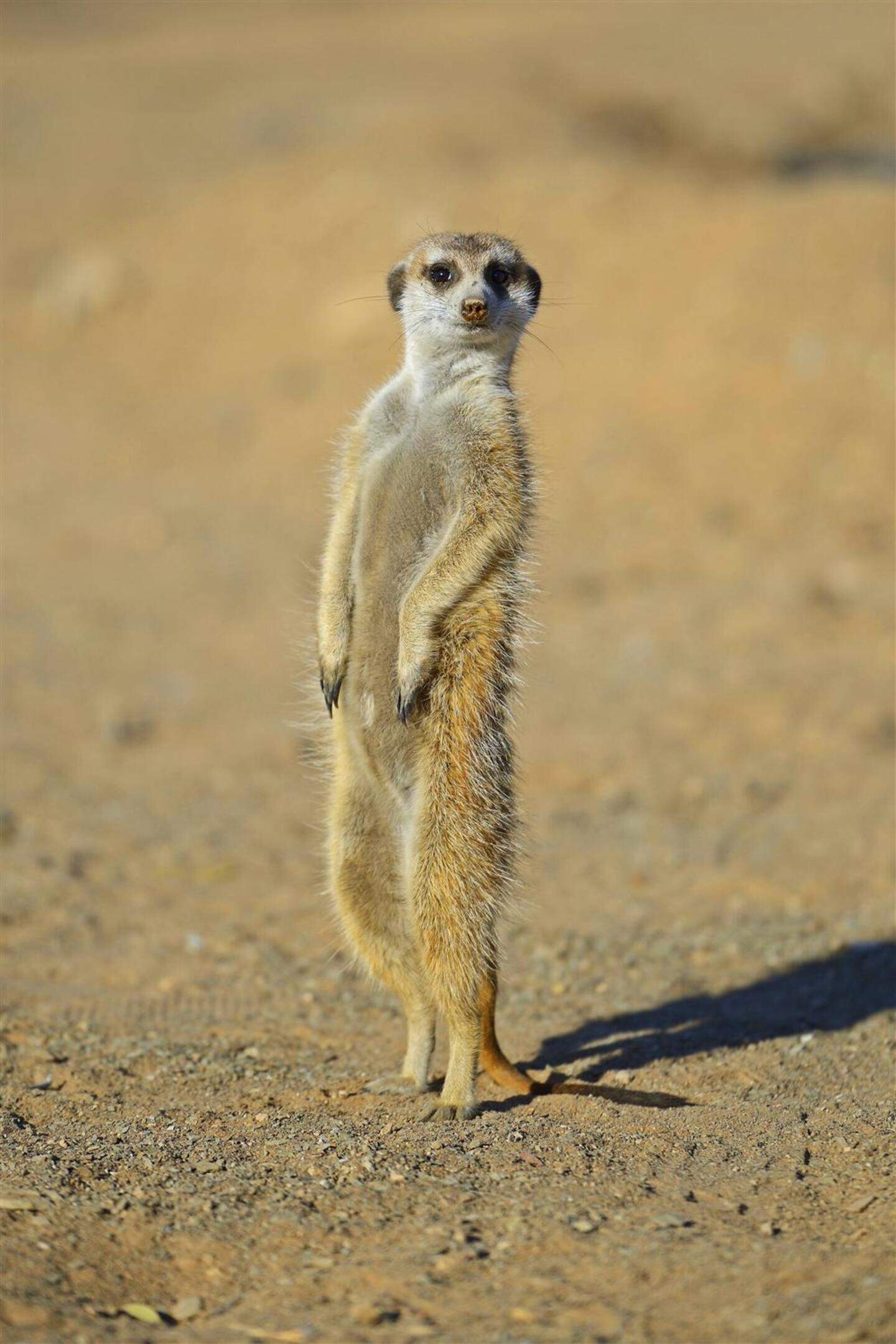 Ein Besonderer Geburtstag Der Aachener Tierpark Wird 50 Jahre Alt ein-besonderer-geburtstag-der-aachener-tierpark-wird-50-jahre-alt