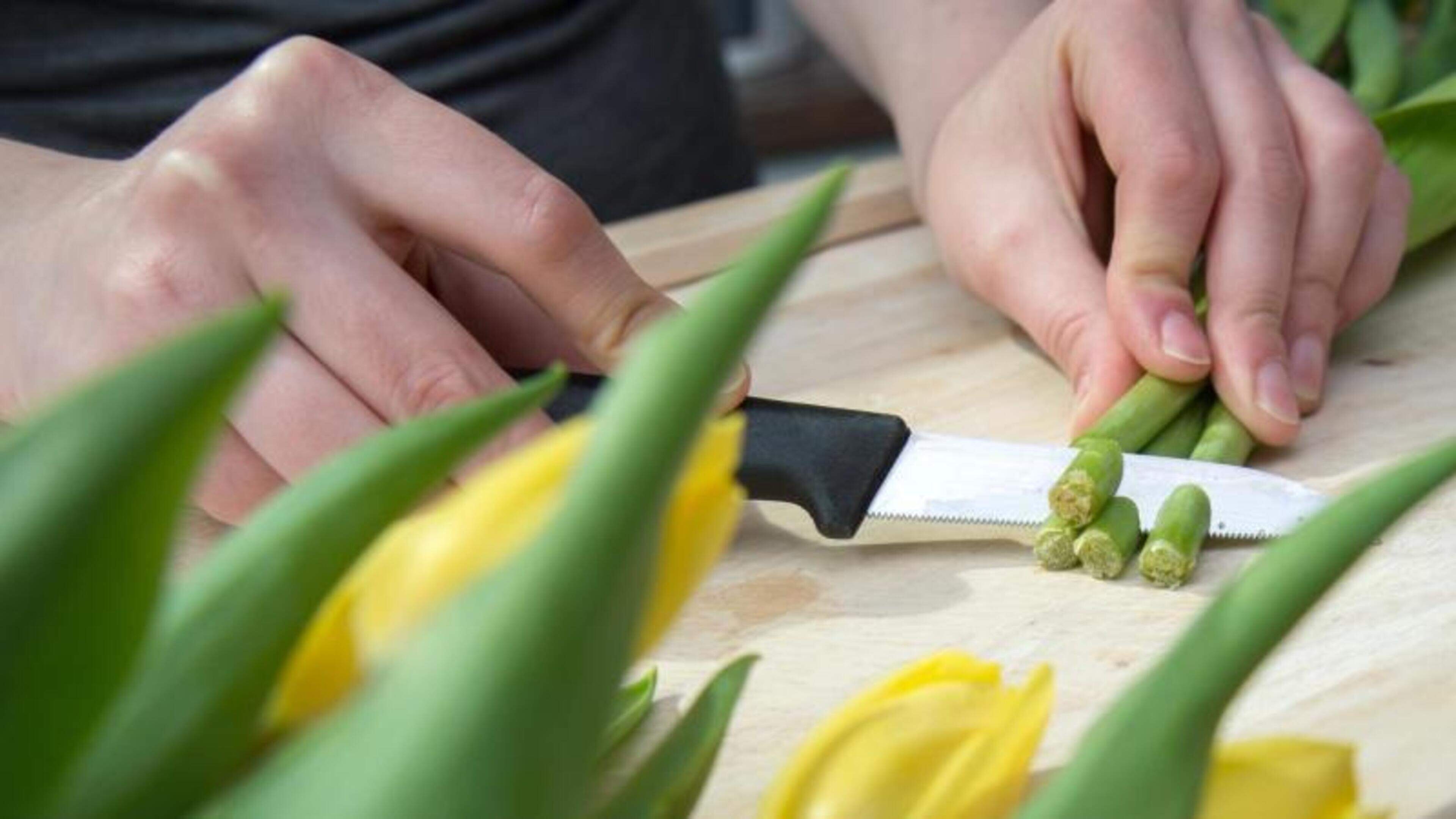 Wann Schneidet Man Verblühte Tulpen Ab Tulpen für die Vase nicht mit der Schere anschneiden | Aachener Zeitung