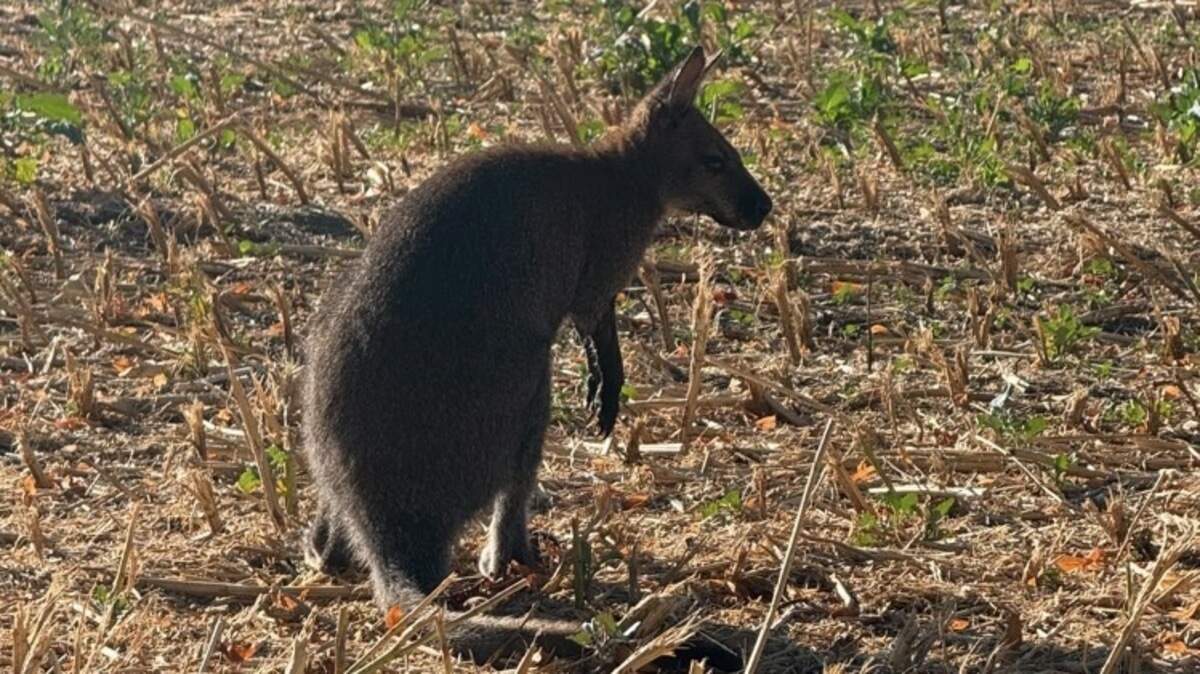 Kangaroo captured in Merkstein: New home in the zoo