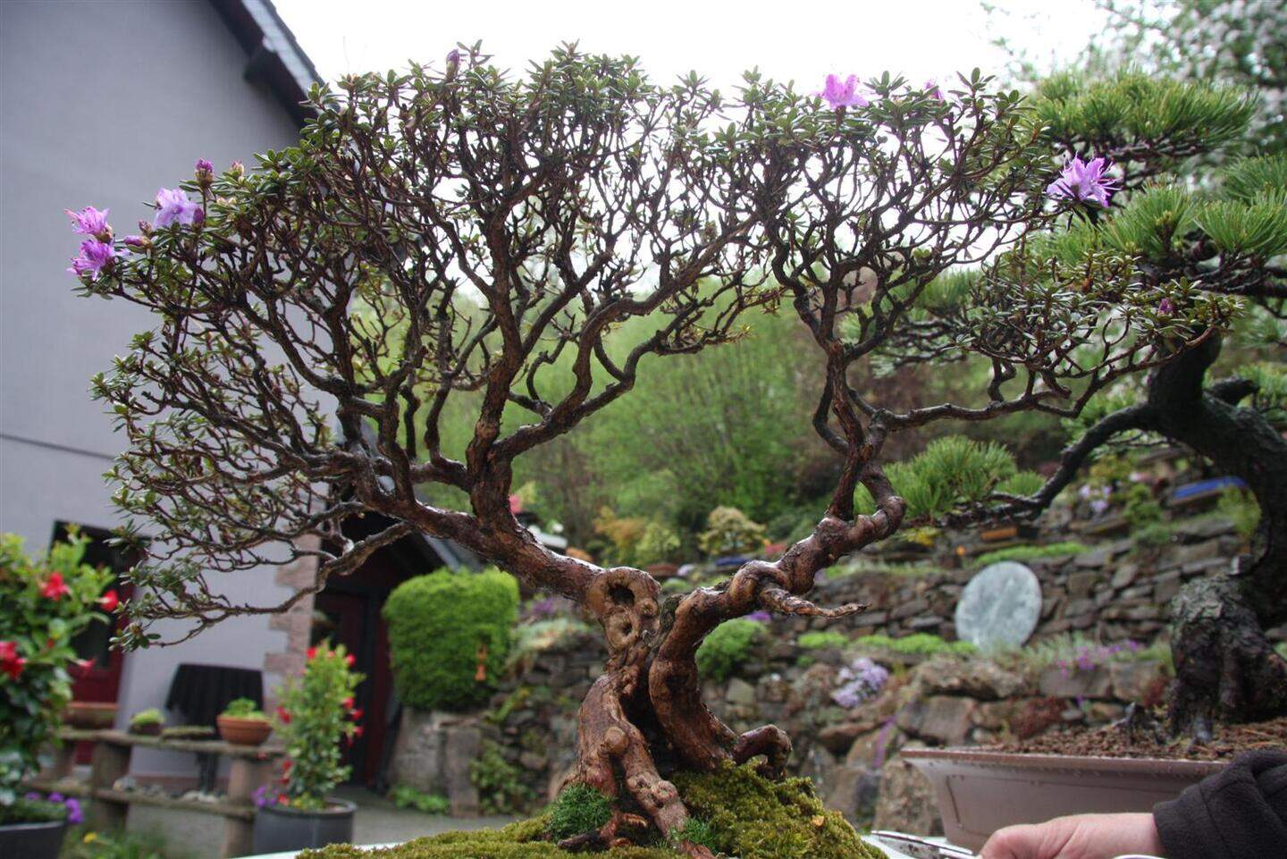 Bonsai: Mehr als Bume in der Schale | Aachener Zeitung
