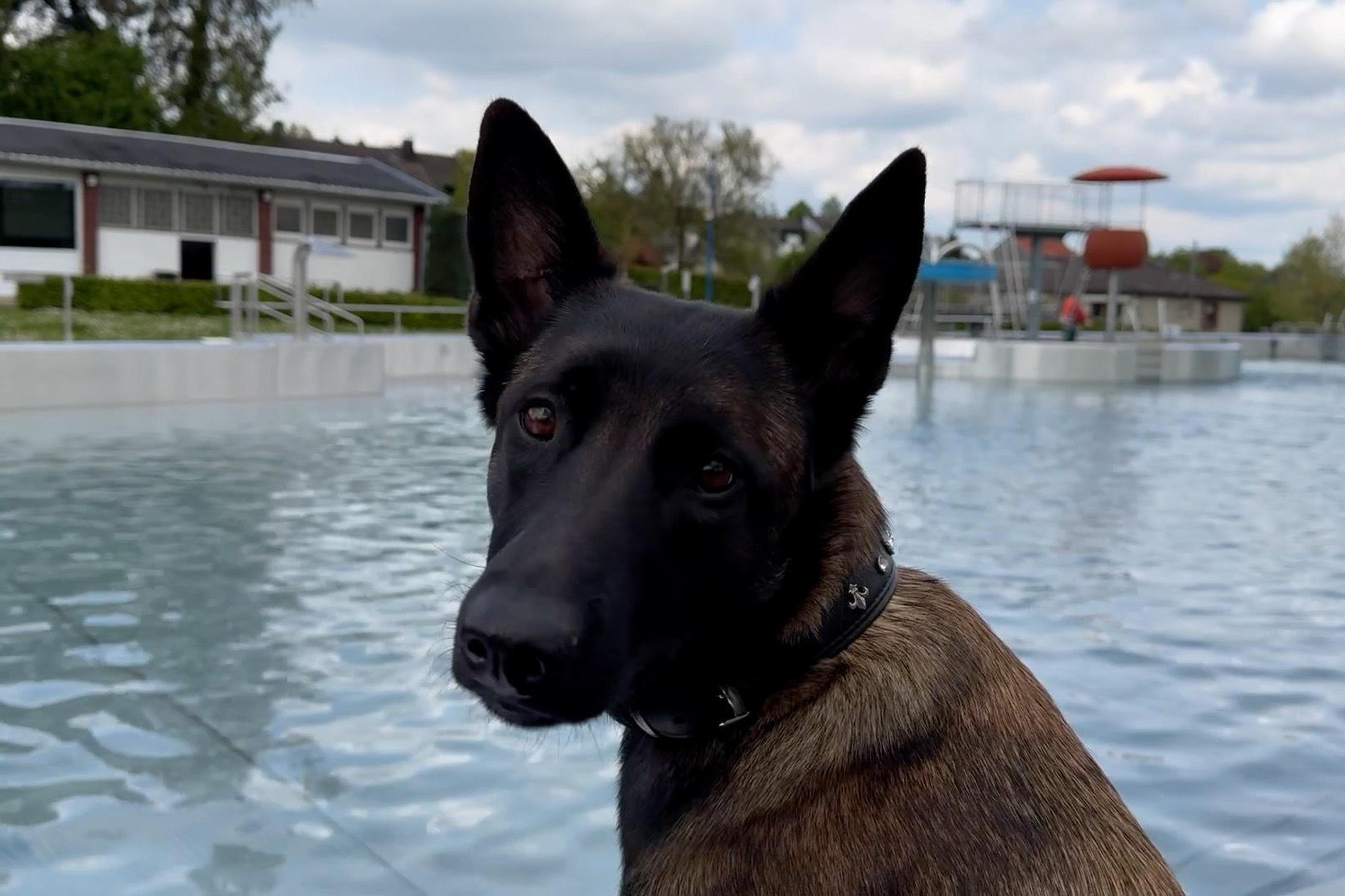 Diva, die anderthalbjährige Hündin von Tina Reiß, der Initiatorin des Herzogenrather Hundeschwimmens, würde am liebsten sofort ins Becken springen.
