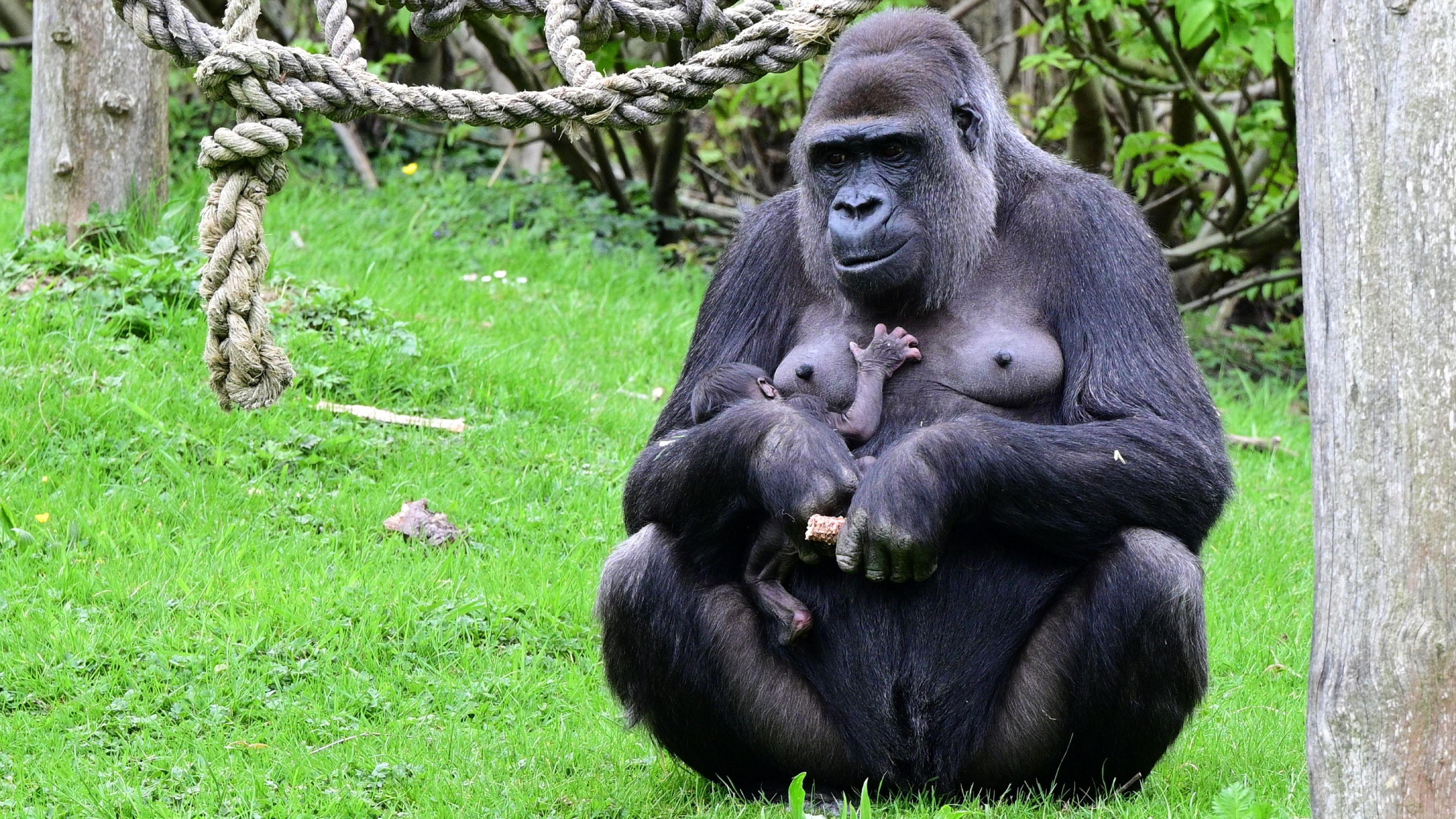 Die Gorillas im Gaiazoo Kerkrade haben Nachwuchs bekommen. Es ist das erste Gorilla-Baby seit fast zehn Jahren.