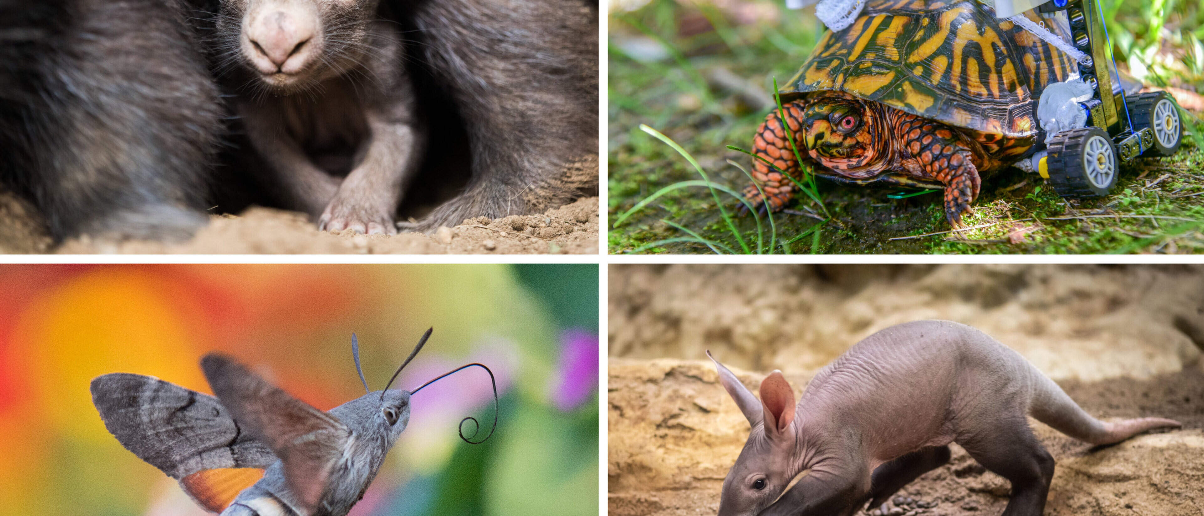 Tierisches aus dem Jahr 2018 | Aachener Zeitung