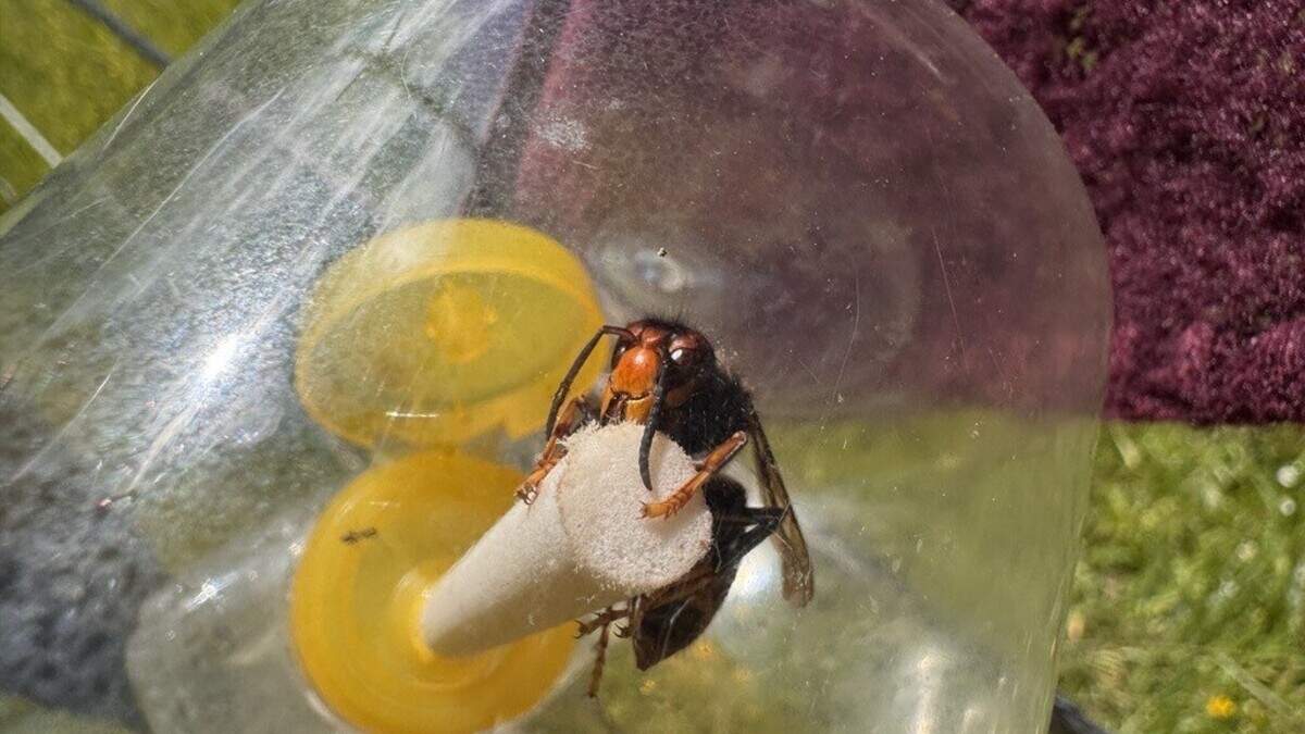 Imker aus Vaals setzen auf selektive Fallen für Asiatische Hornissen