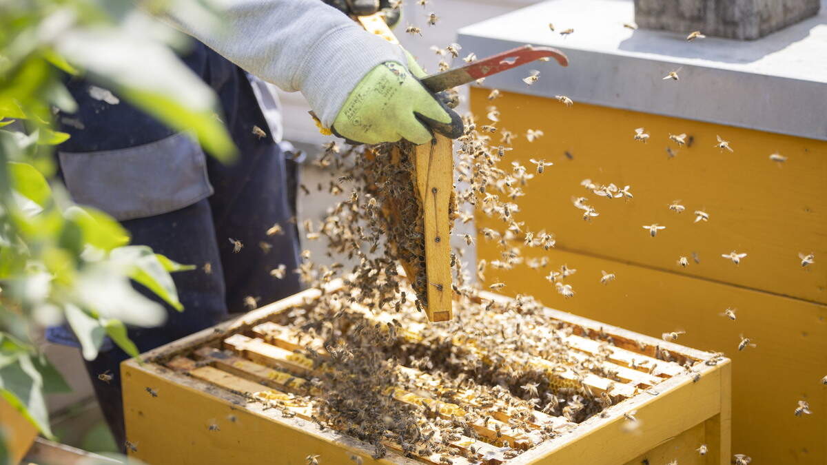 New danger for bee colonies: Tropilaelaps mite is getting closer