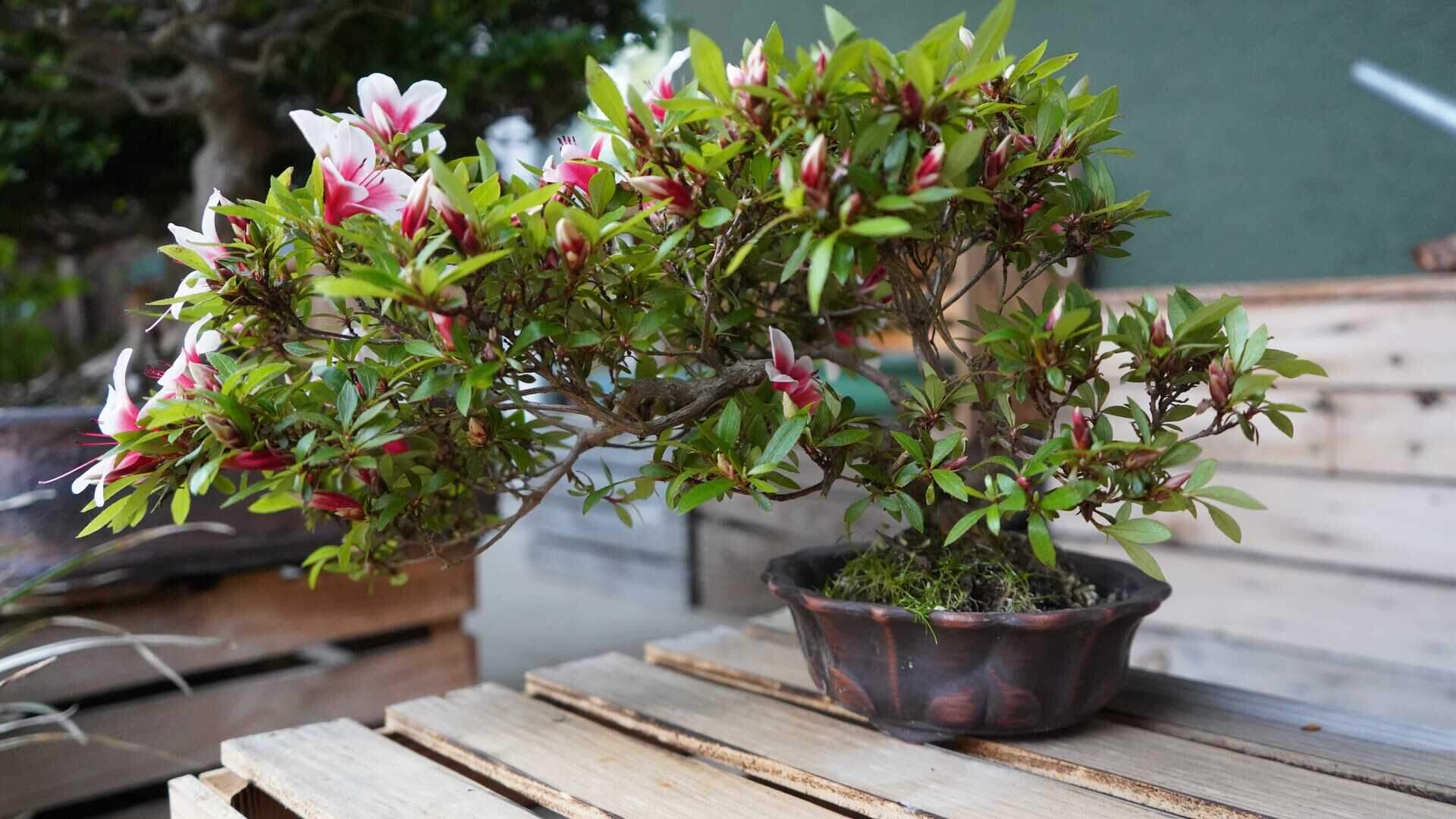 Bonsai-Freunde Kreis Heinsberg laden in den Veolia Industriepark | Aachener  Zeitung