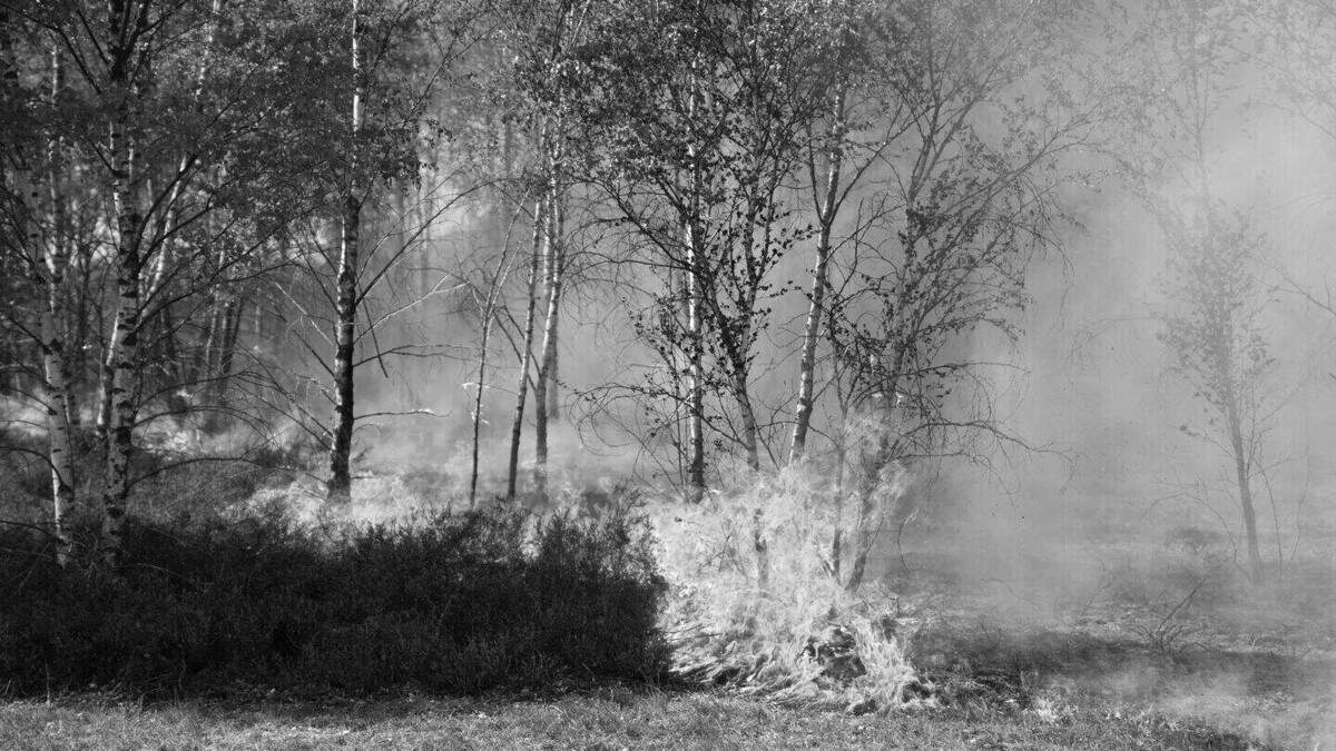 A look back: Major forest fires in the Heinsberg district at the beginning ...
