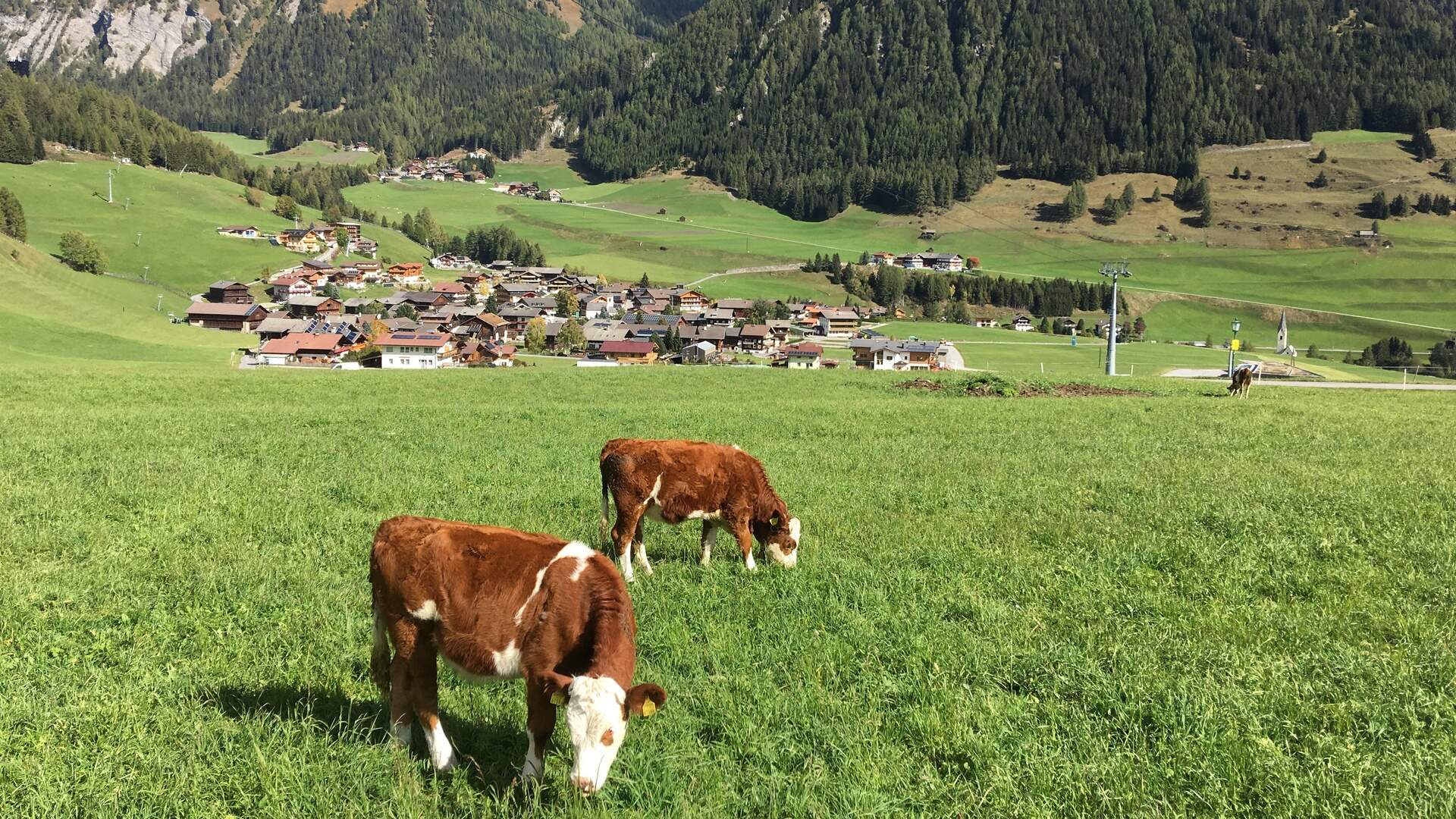 EUROPAFEST - Mottoland: Österreich