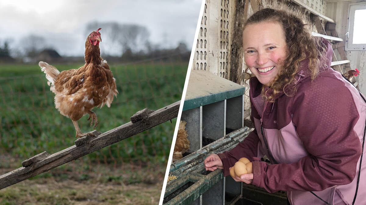 Eggs in short supply before Easter: Is a shortage really looming?