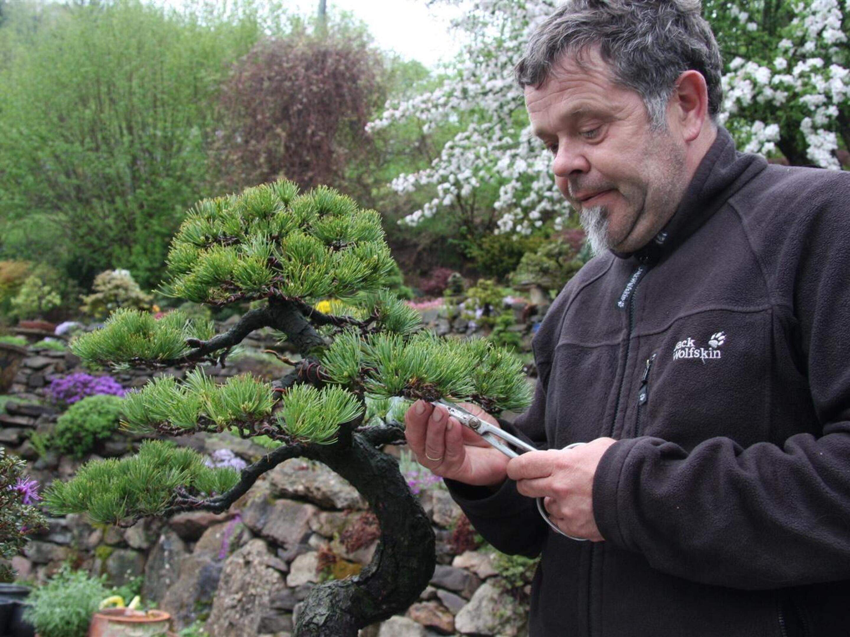 Bonsai: Mehr als Bume in der Schale | Aachener Zeitung