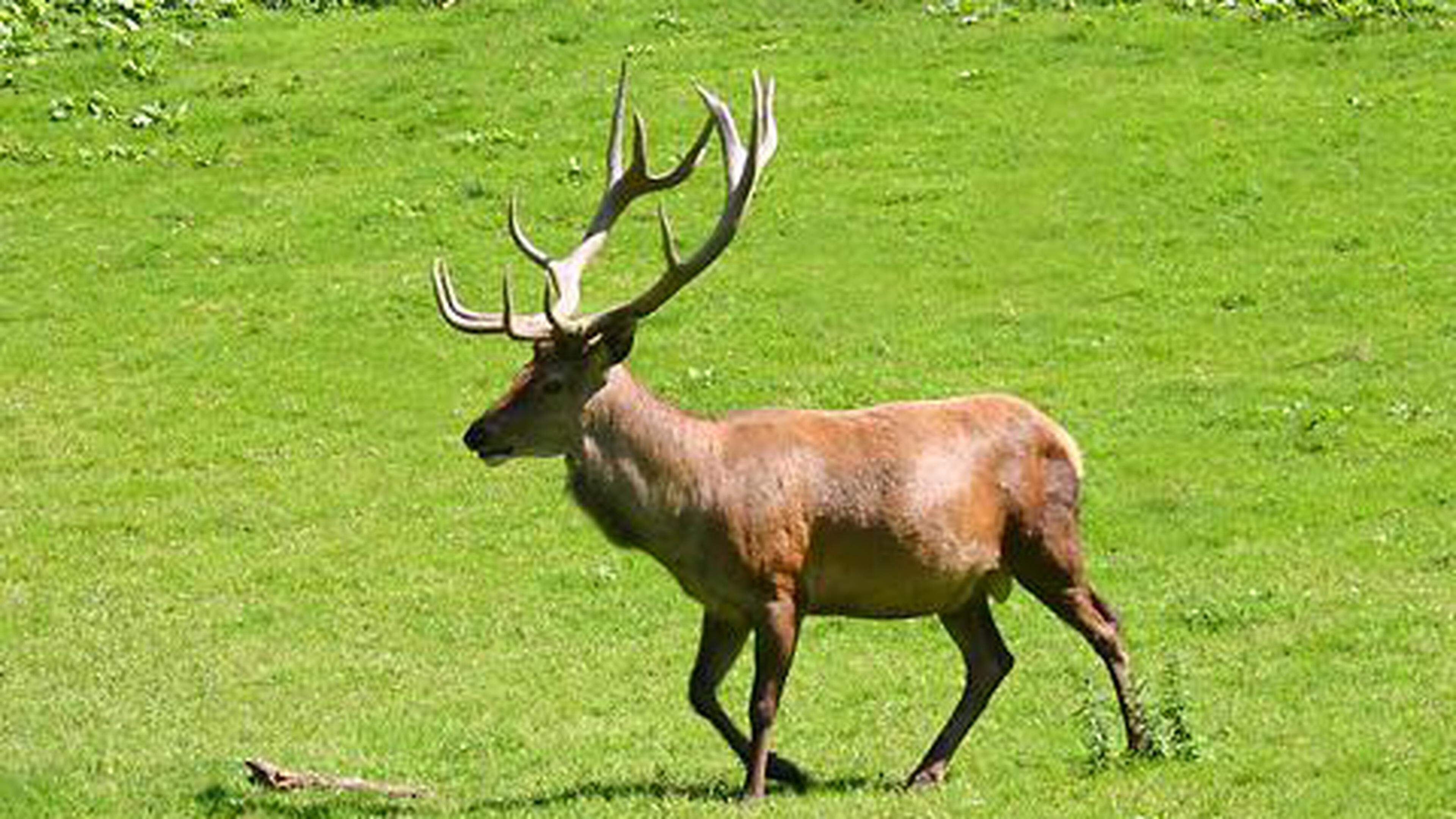 Jagd Im Nationalpark Eifel Soll Eingeschr Nkt Werden Aachener Zeitung