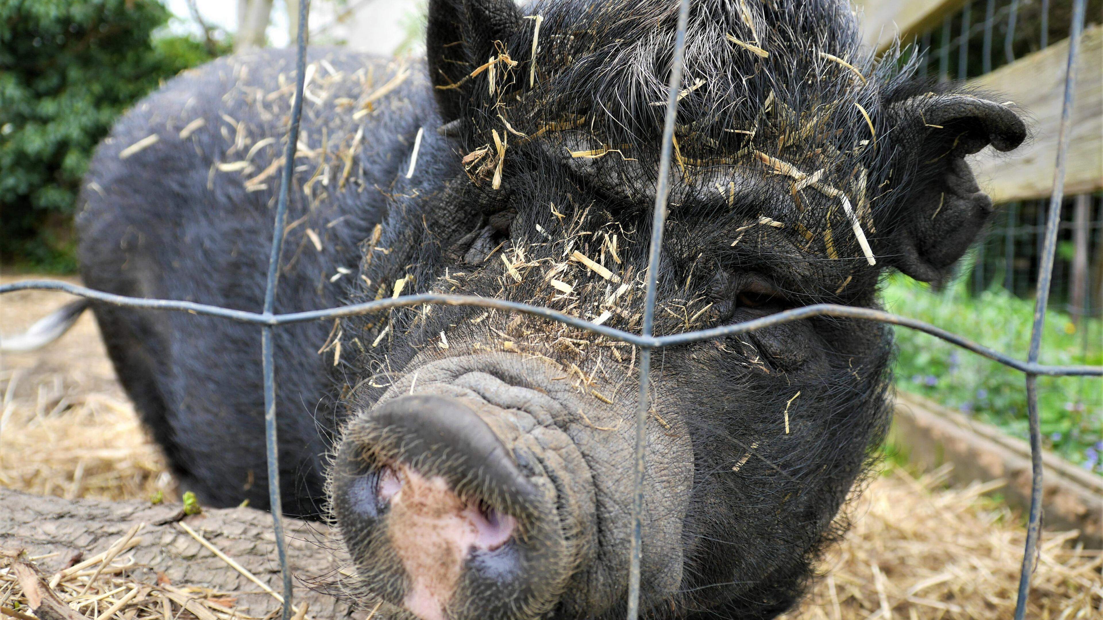 Eine Heimat f r Tiere die niemand mehr will Aachener Zeitung