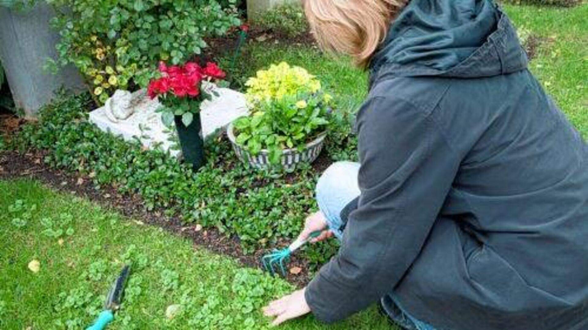 Efeu oder Christrose: Grabpflanzen sollten pflegeleicht sein | Aachener  Zeitung