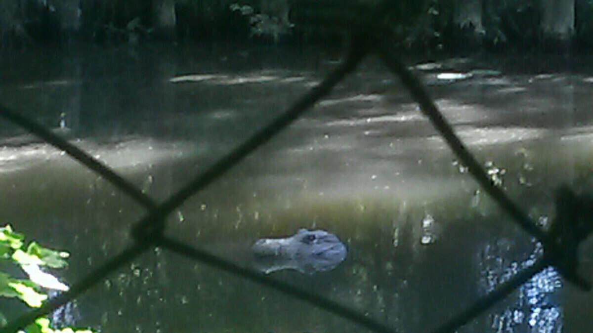 KrokodilAlarm im Teich Besitzer wollte abschrecken Aachener Zeitung