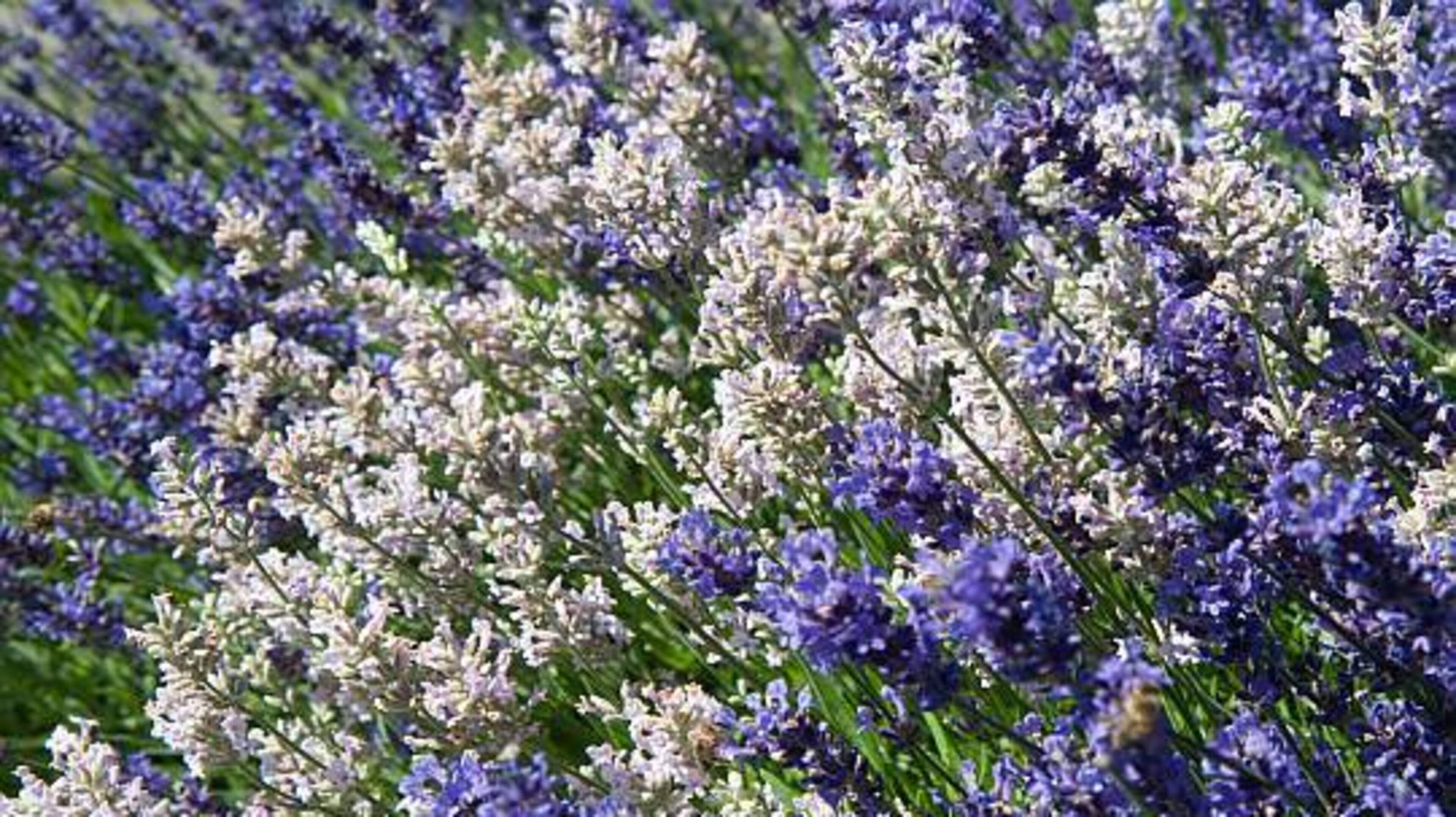 Die Welt des Gartens Lavendel ist das beliebteste Duftkraut Aachener