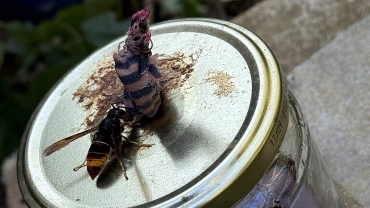 Attracting the intruder: This cocktail is irresistible to Asian hornets