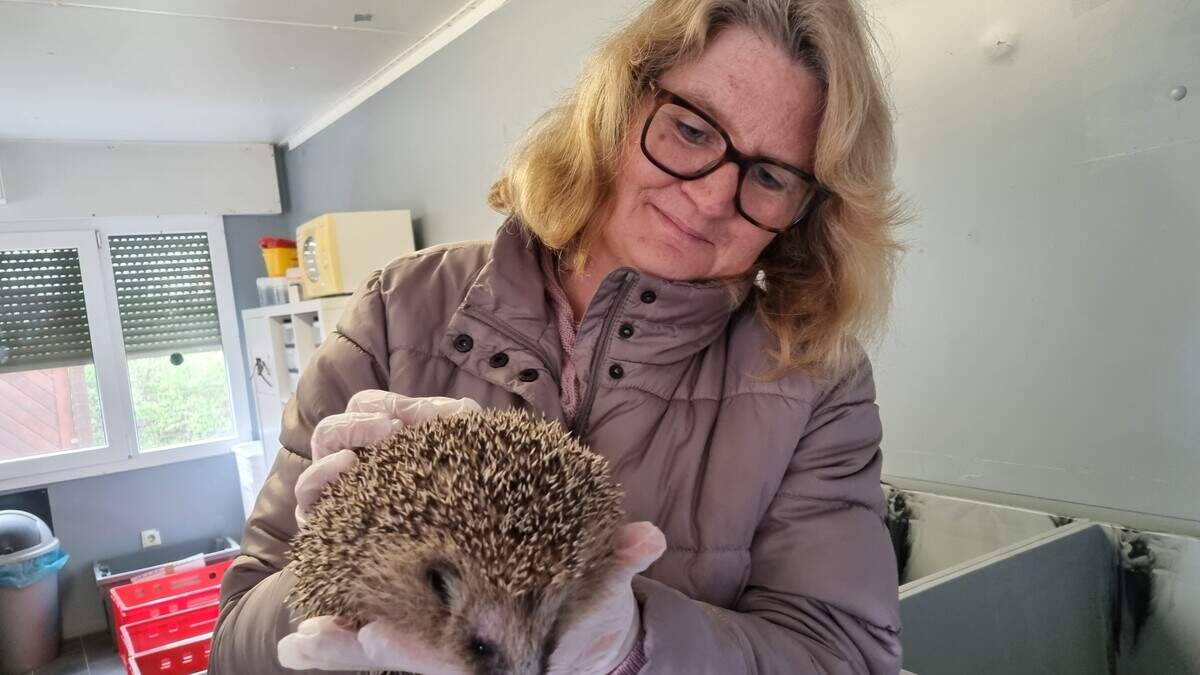 Hedgehog rescue center in the Düren district urgently seeks new ...