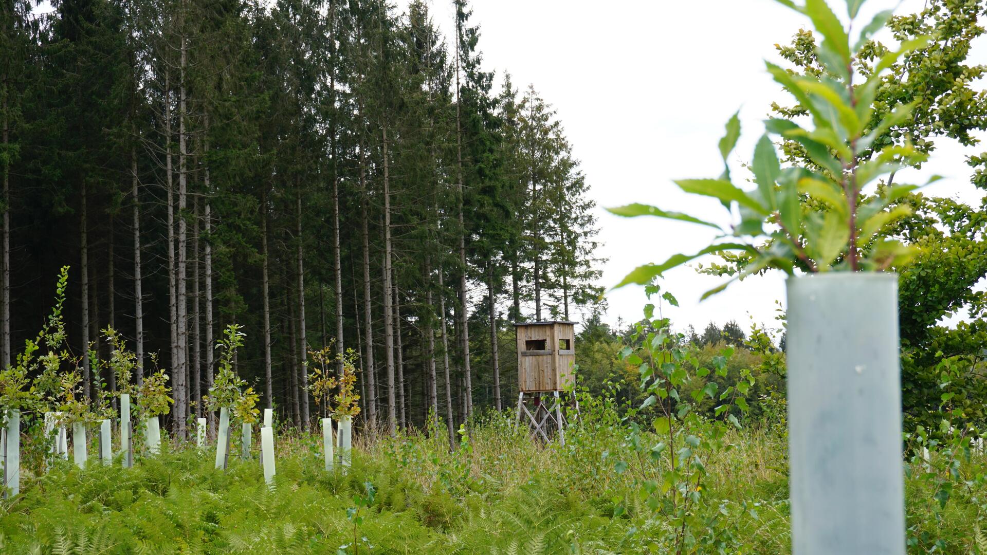 Wie knstliche Intelligenz und kroatische Eichen dem Wald helfen knnen |  Aachener Zeitung