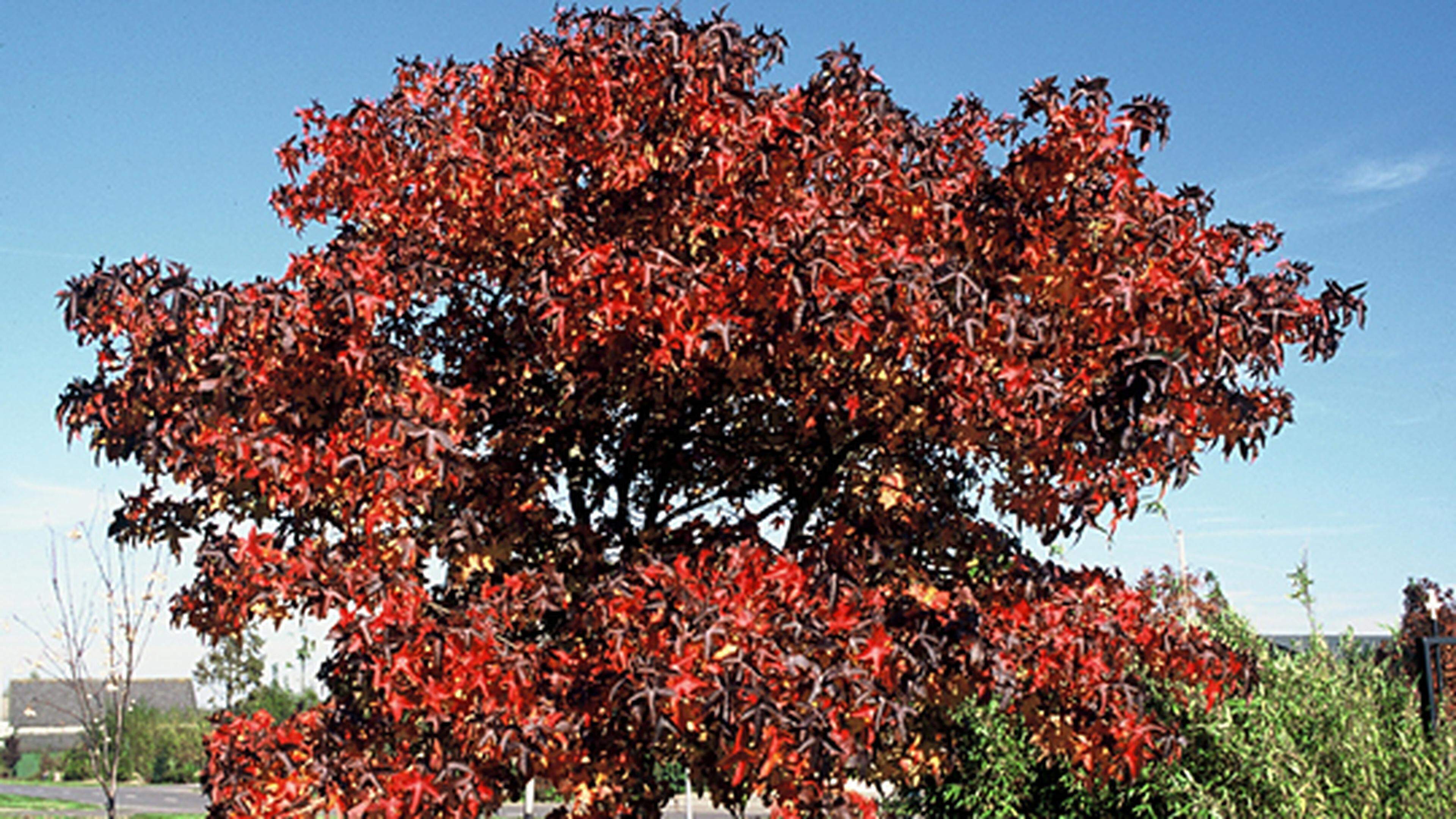 Im Herbst brennt er Das spektakuläre Farbenspiel des Amberbaums