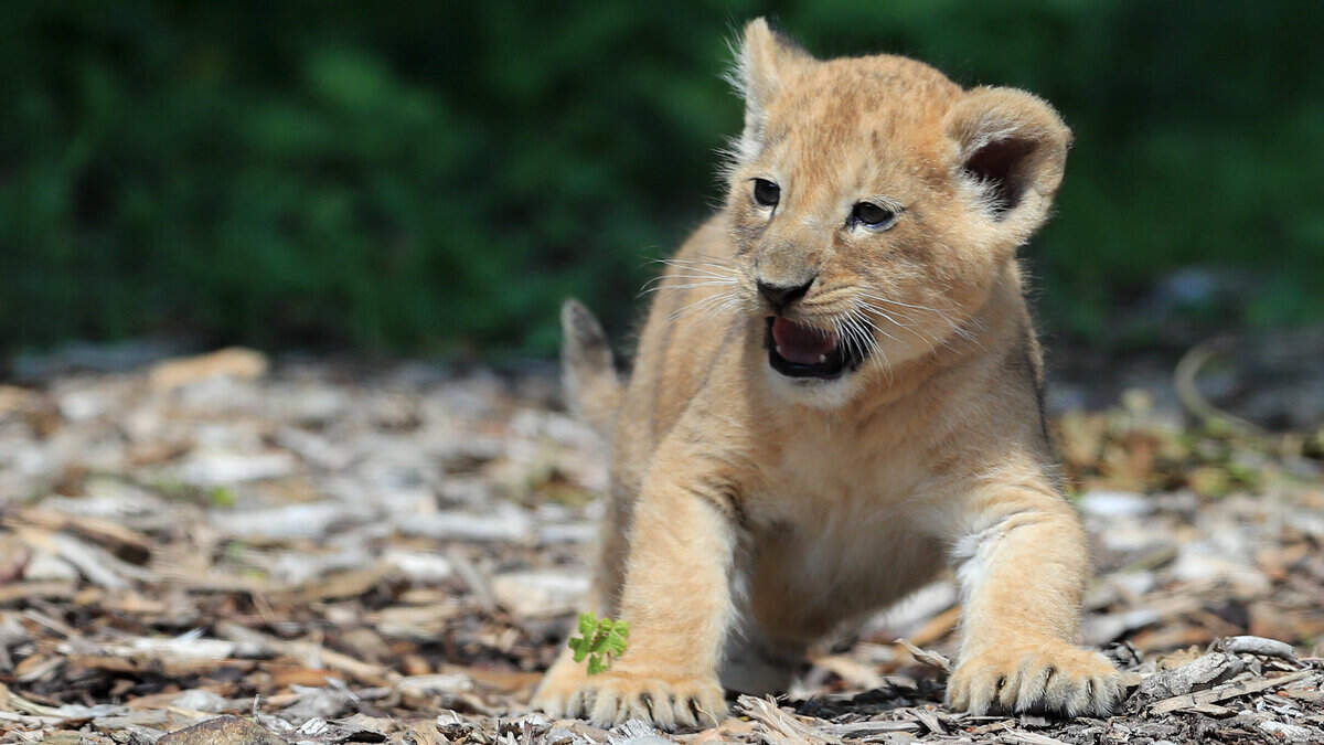 Rodger Rite Simba Löwin Simba landet in Maastricht | Aachener Zeitung