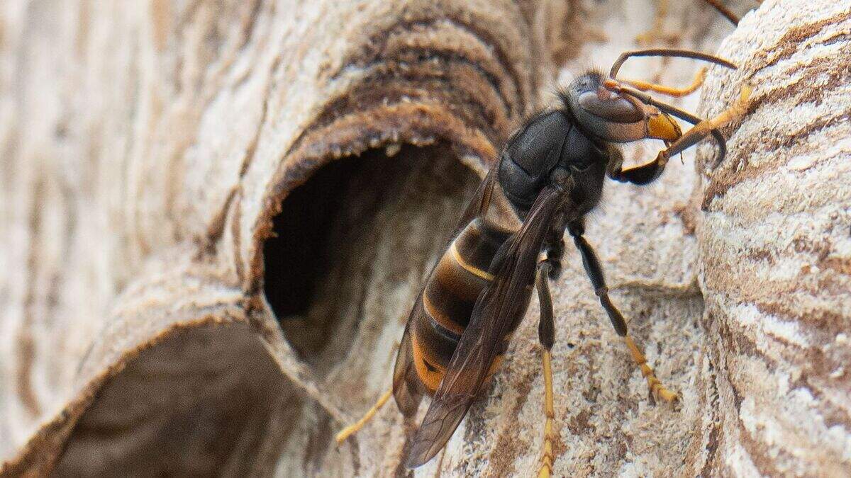 Asian hornet: Herzogenrath plans pilot phase with an identification app