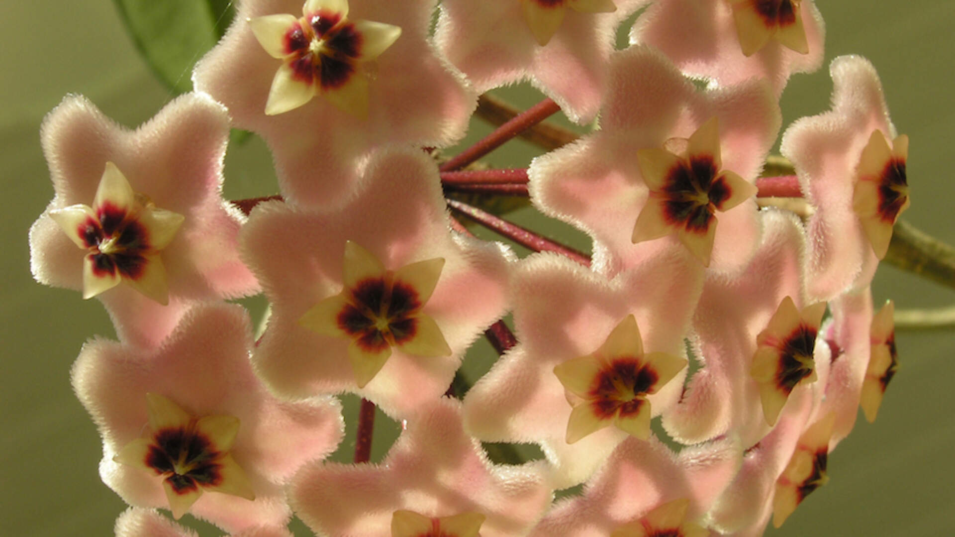 Garantiert nicht zerbrechlich: Die Porzellanblume ist unverwüstlich