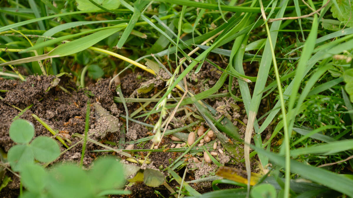 65 Ameisennester im Garten Effektive Bekämpfungstipps 2024 Aachener