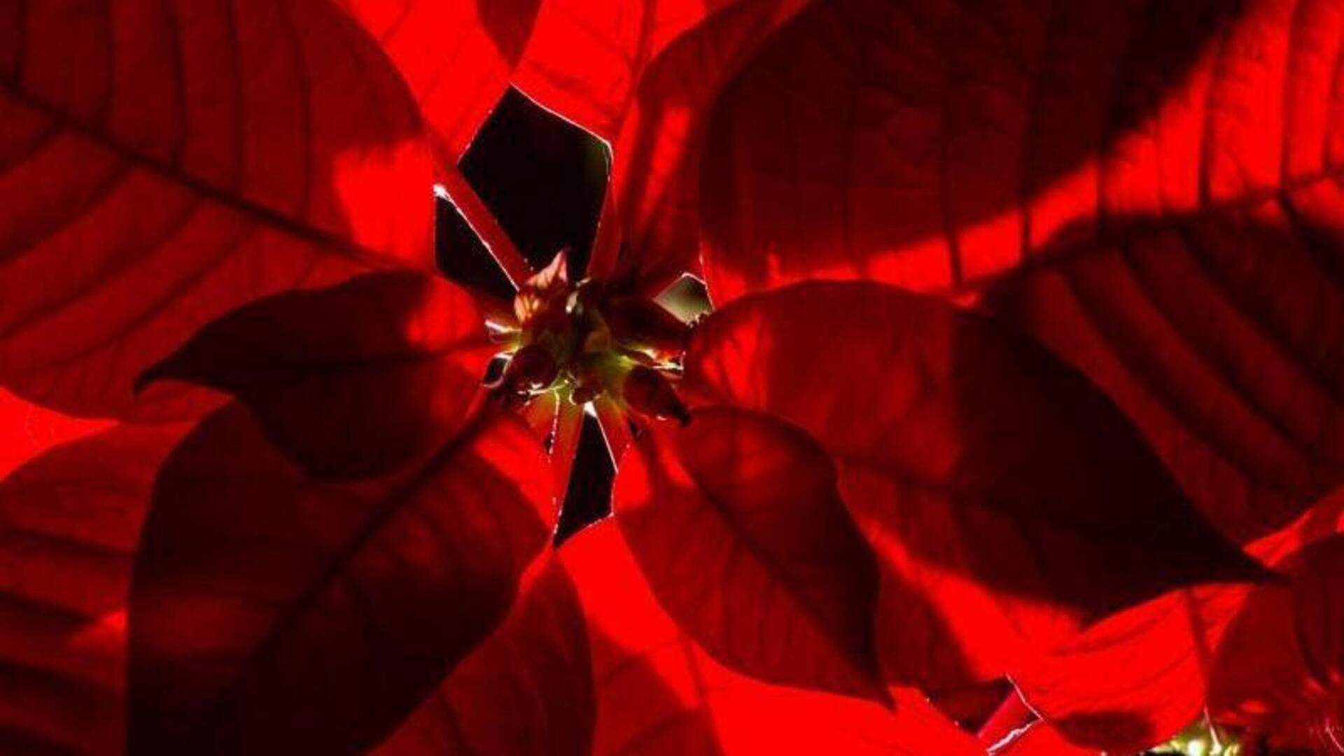 So frben sich Weihnachtsstern-Bltter wieder rot | Aachener Zeitung